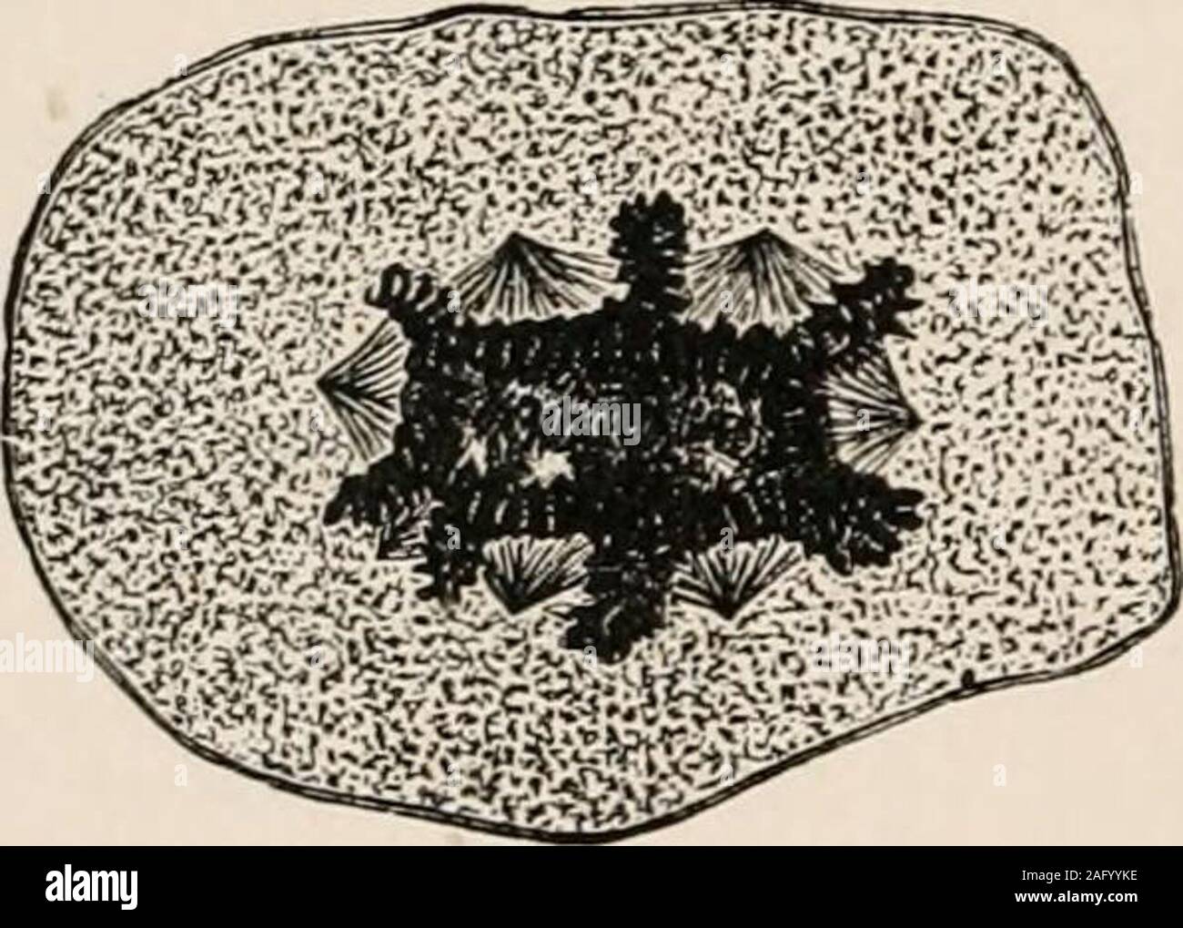 Over fertilised hi-res stock photography and images - Alamy