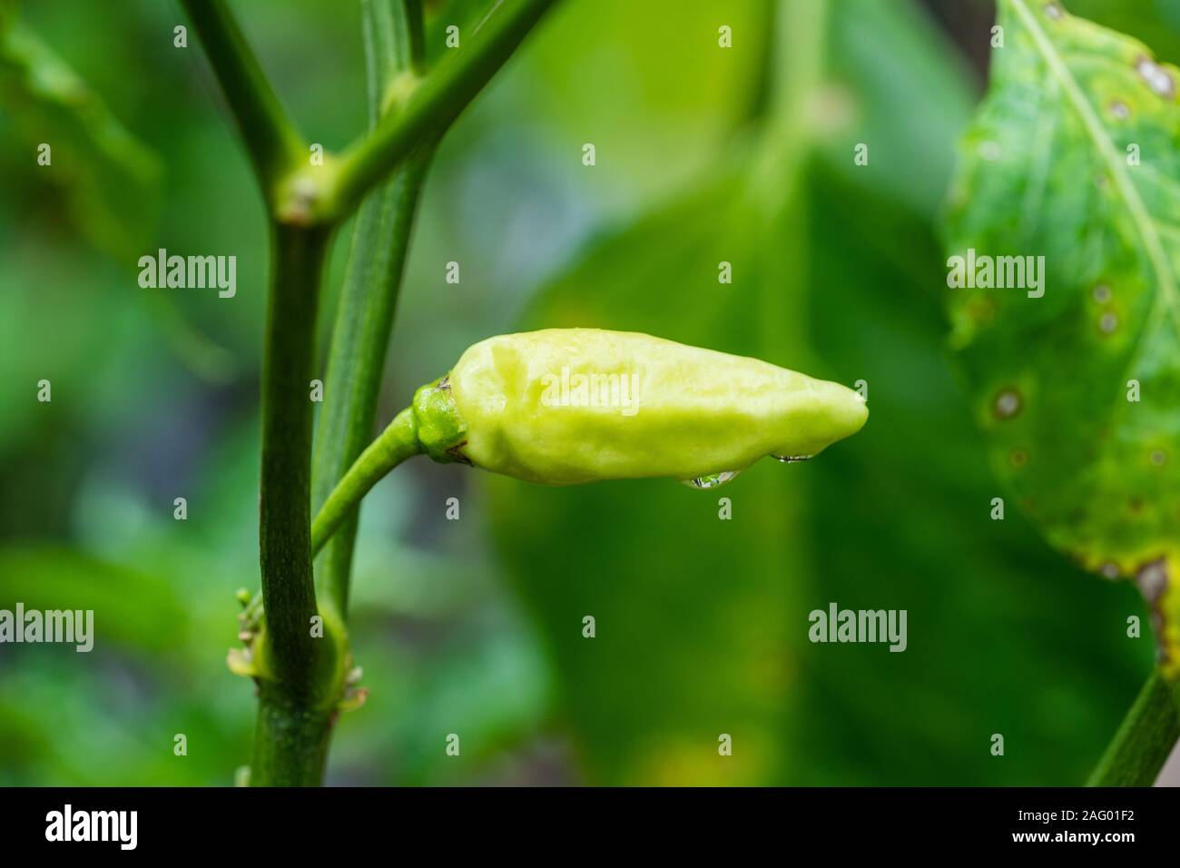 Tabasco pepper also known as Cabai rawit in Indonesia Stock Photo