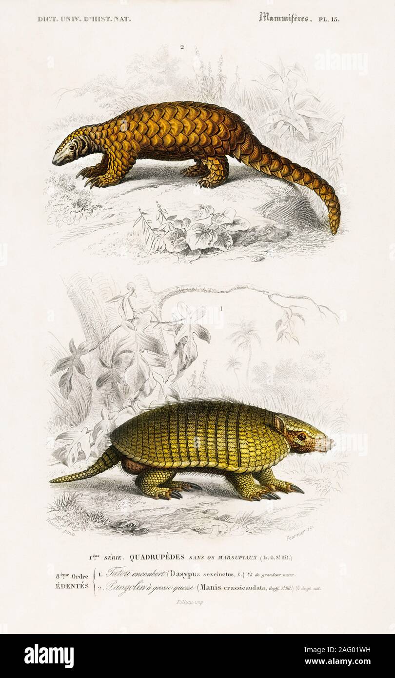 vintage natural history illustration armadillo and pangolin shelled mammal Stock Photo