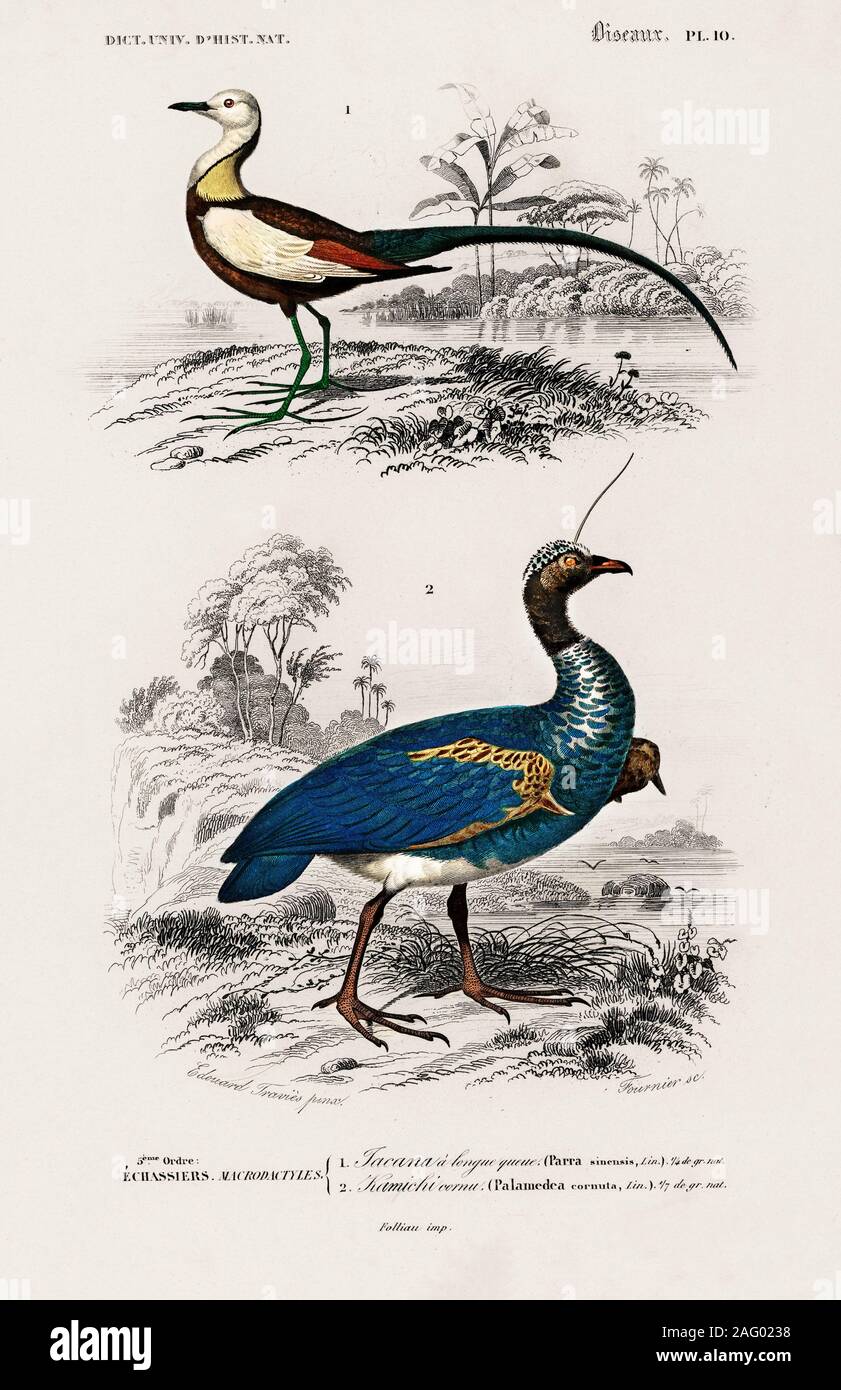 vintage natural history illustration Stock Photo - Alamy