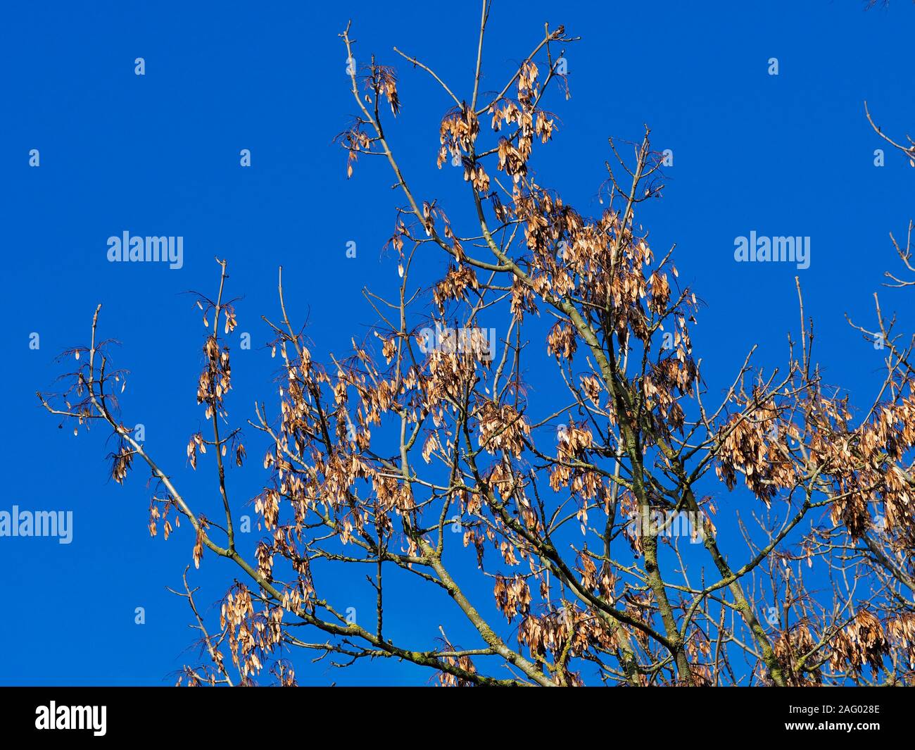 Ash keys on the branches of an ash tree in golden winter light against a clear blue sky Stock Photo
