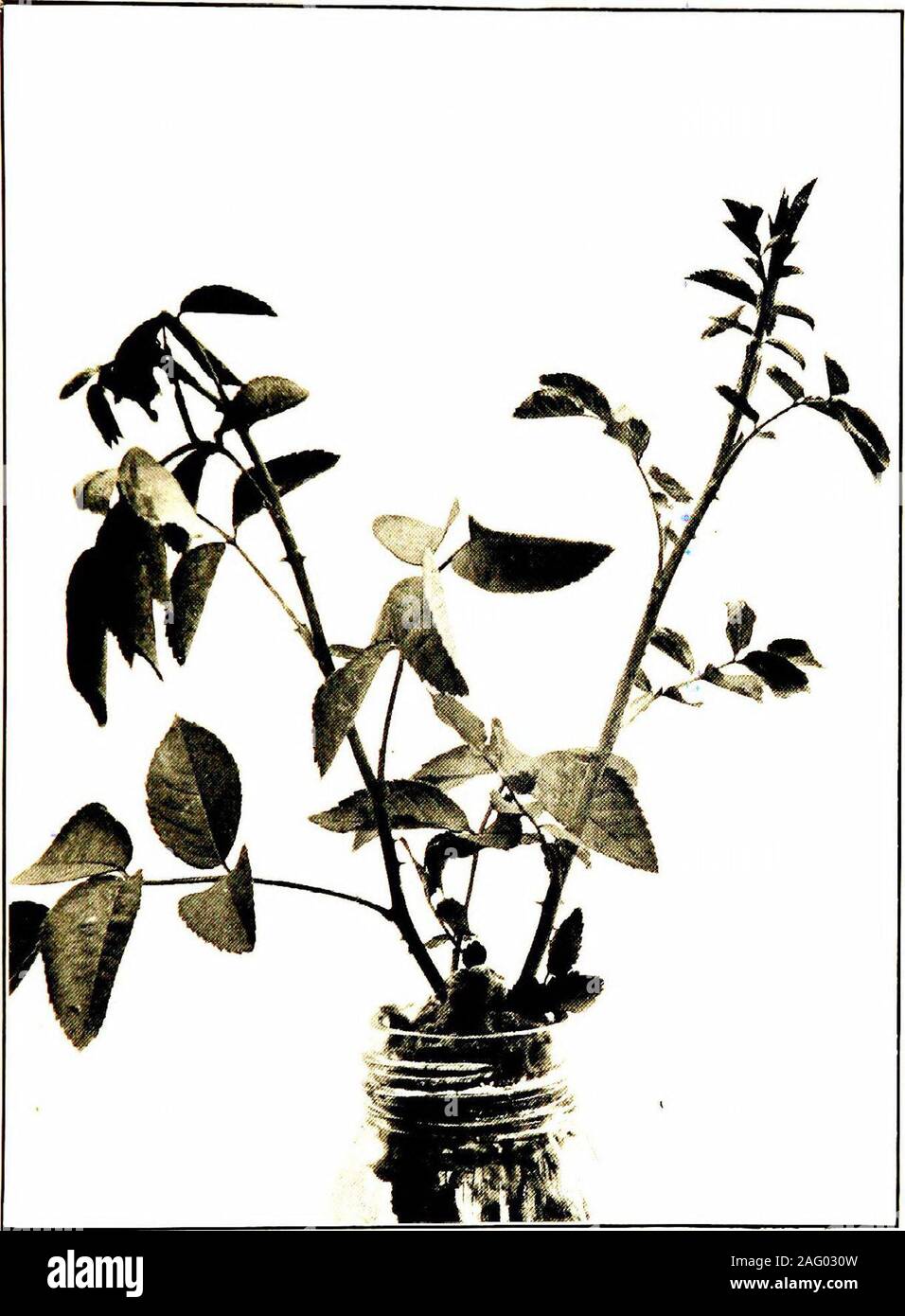 . The practical book of outdoor rose growing for the home garden. eal stock for all roses has notyet been discovered, and a great advance should bemade in this most important section of rose culture.In order to secure a perfect rose list, budding ondifferent stocks should be tried. If cuttings only areemployed, very many roses will not succeed as wellfor outdoor culture. There are two objections to budded roses. First,they occasionally break off at the bud, but this hasso seldom occurred with us in actual practice thatit is not worth consideration. The second and mainreason is that the stocks Stock Photo