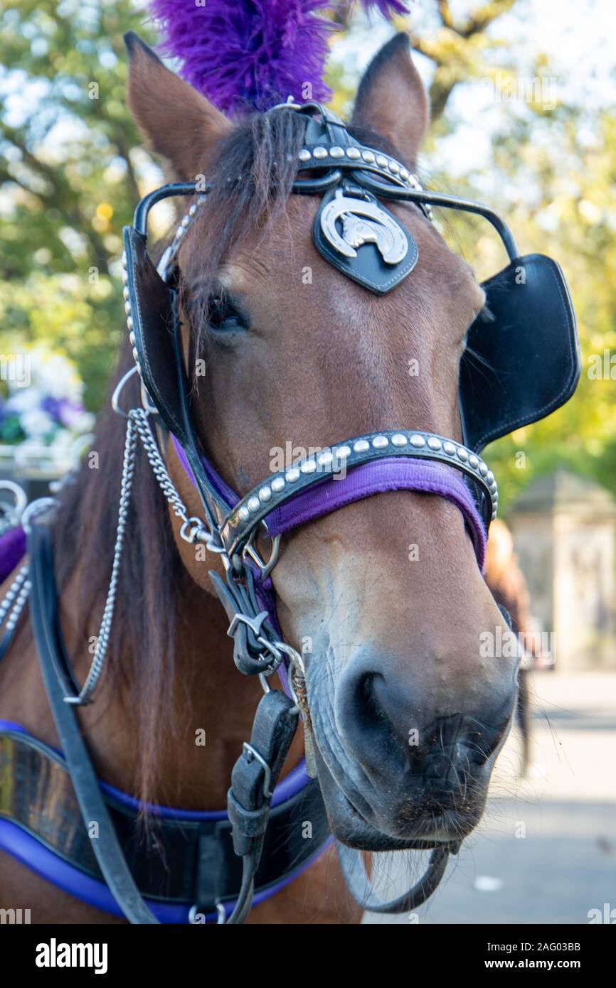 Horse carriage ride in Central Park in New York, USA. November ,2019. Stock Photo
