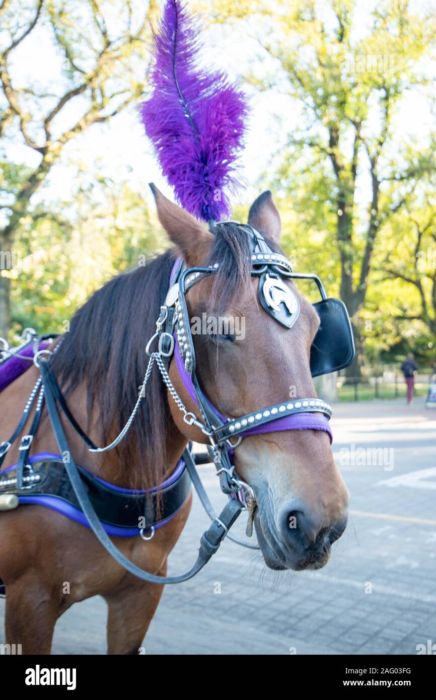 Horse carriage ride in Central Park in New York, USA. November ,2019. Stock Photo
