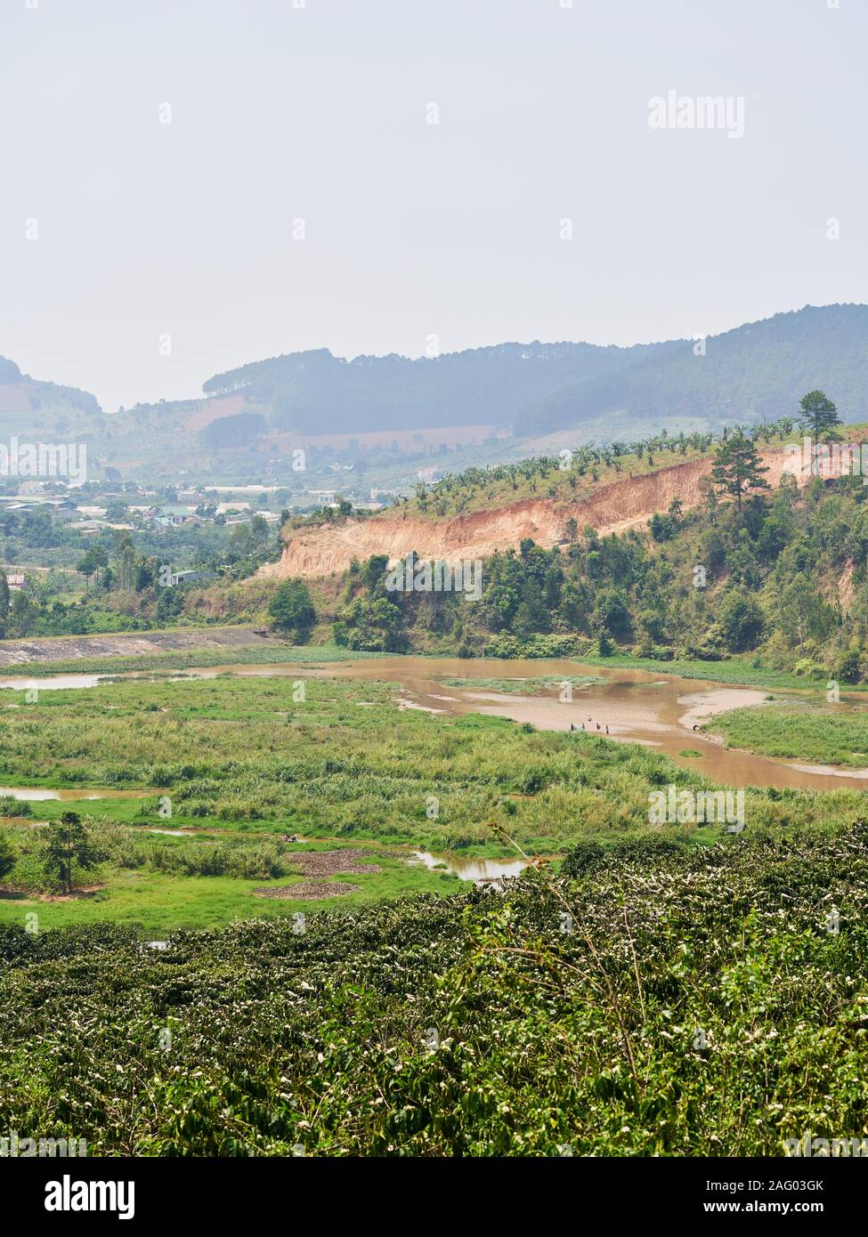 A landscape and scenery of a coffee plantation in Da Lat Stock Photo