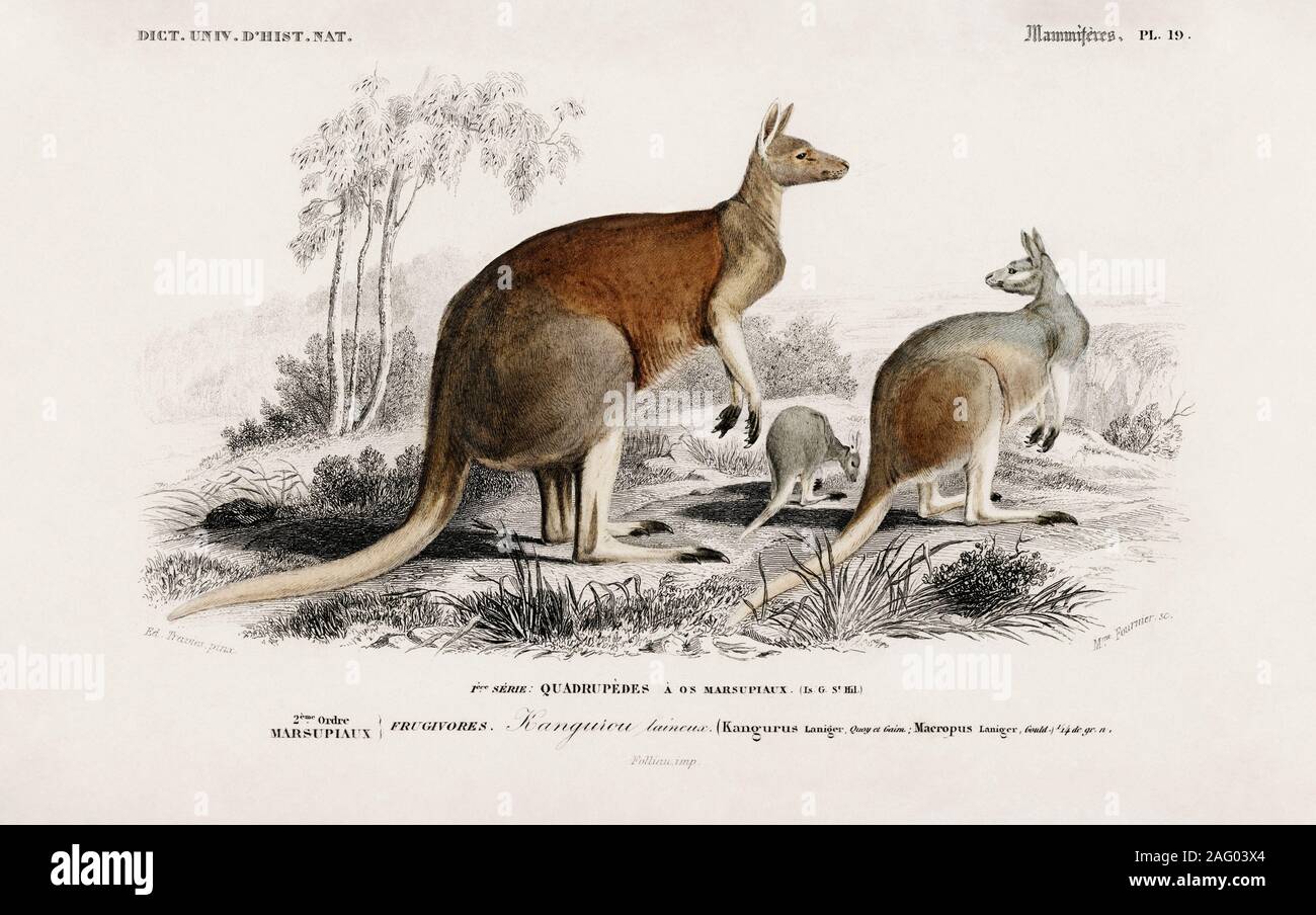 vintage natural history illustration Stock Photo - Alamy