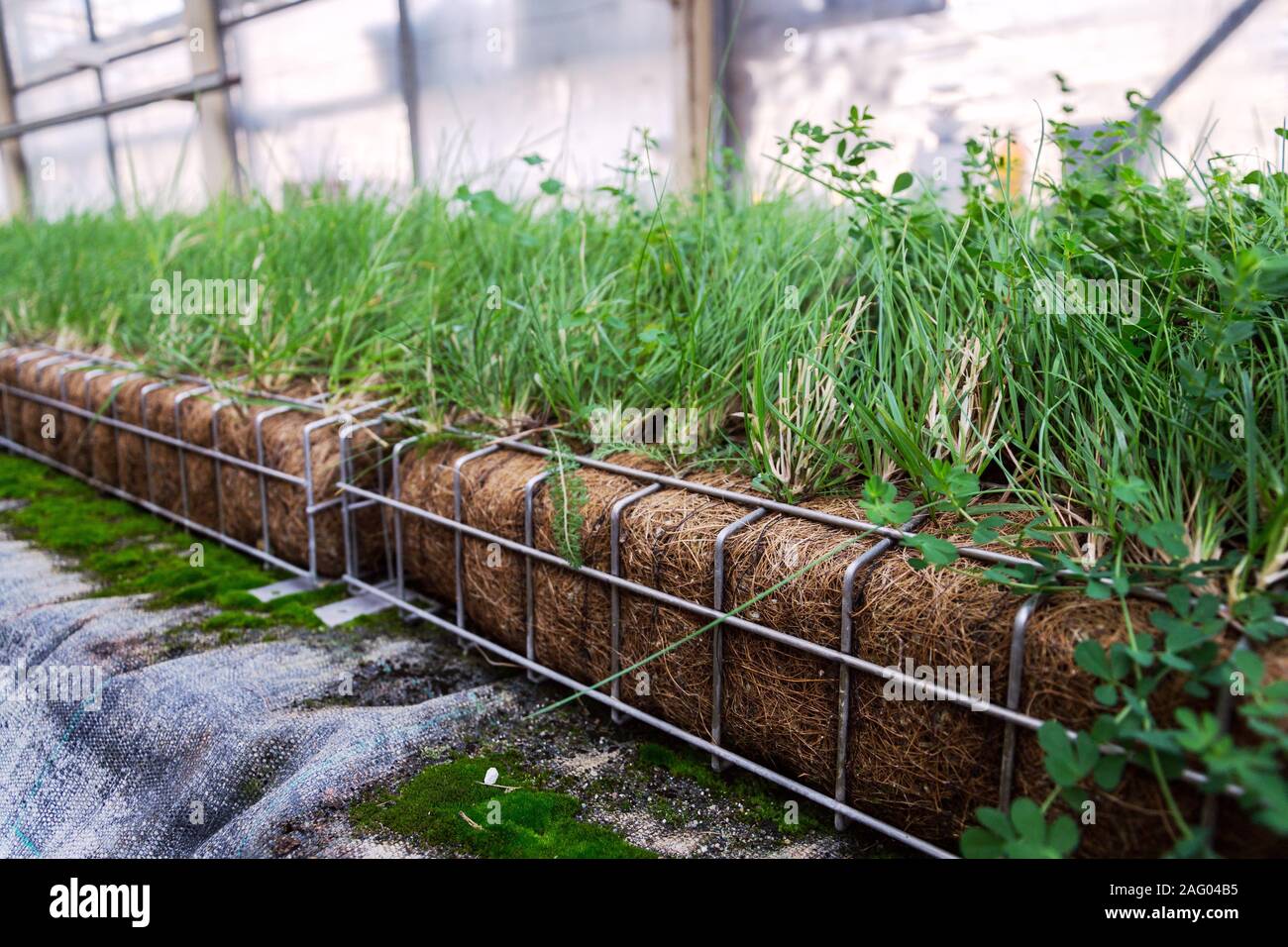 Green plants and grass growing through mesh of galvanized iron wire gabion box filled with soil, used for green living wall, vertical garden exterior Stock Photo