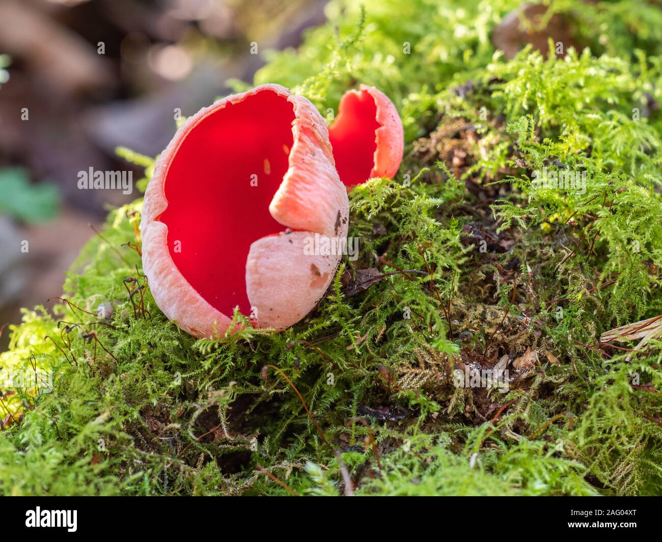 Sarcoscypha coccinea, commonly known as the scarlet elf cup, scarlet elf cap, or the scarlet in moss Stock Photo