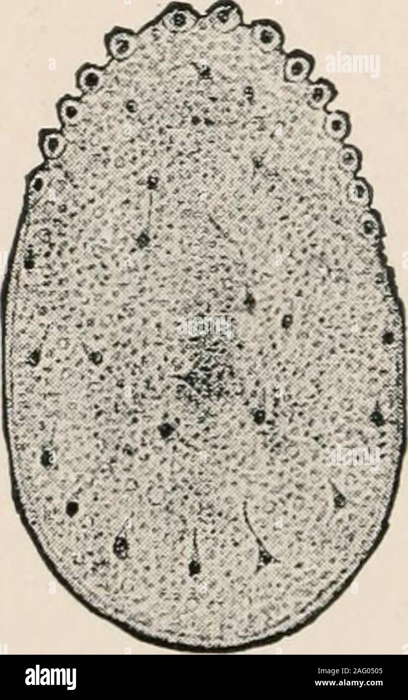 . The cell; outlines of general anatomy and physiology Stock Photo - Alamy