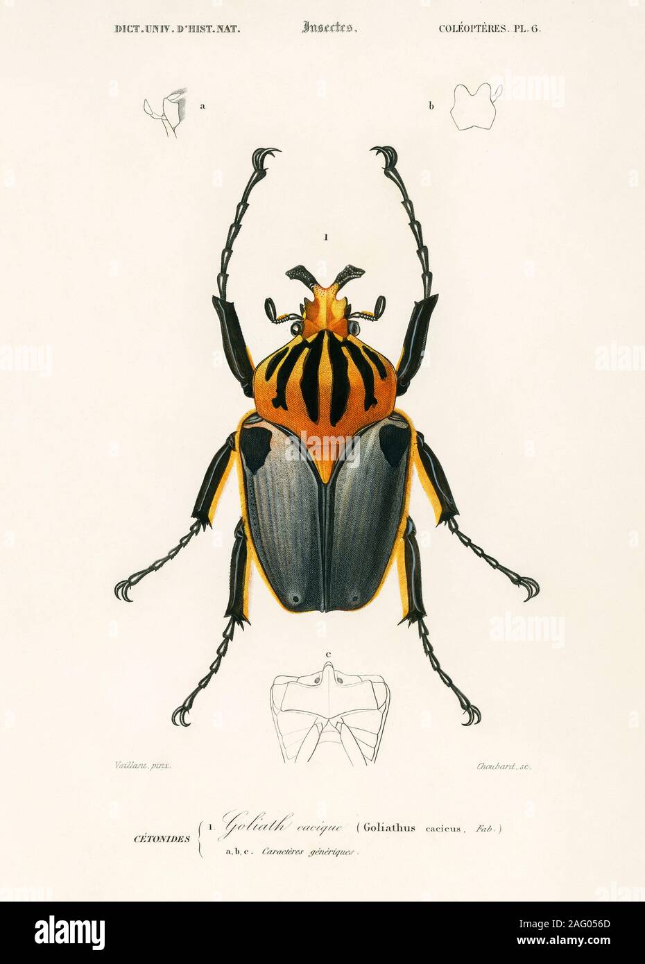 Goliathus cacicus hi-res stock photography and images - Alamy