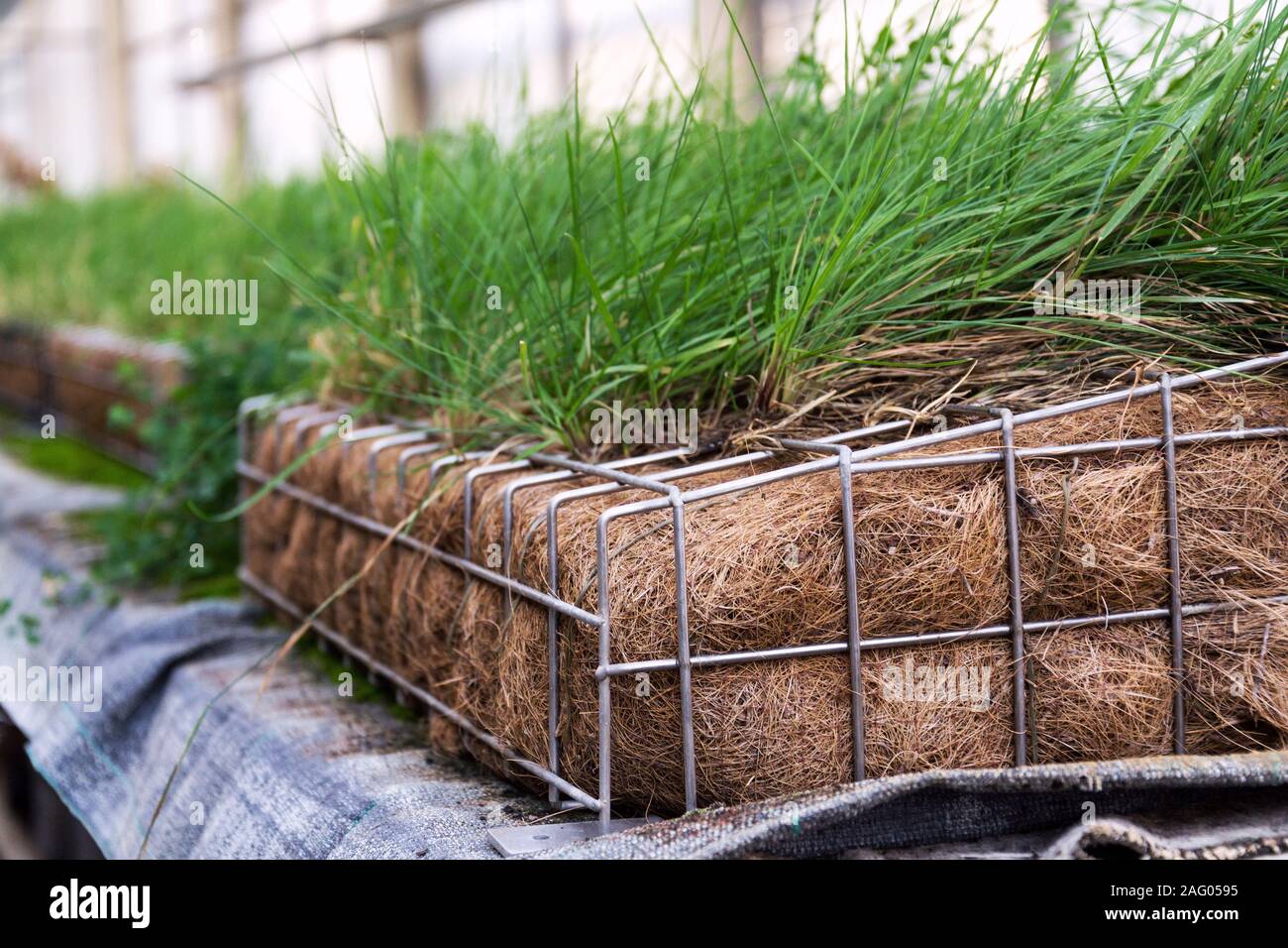 Green plants and grass growing through mesh of galvanized iron wire gabion box filled with soil, used for green living wall, vertical garden exterior Stock Photo