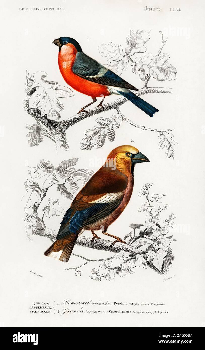 vintage natural history illustration Stock Photo - Alamy