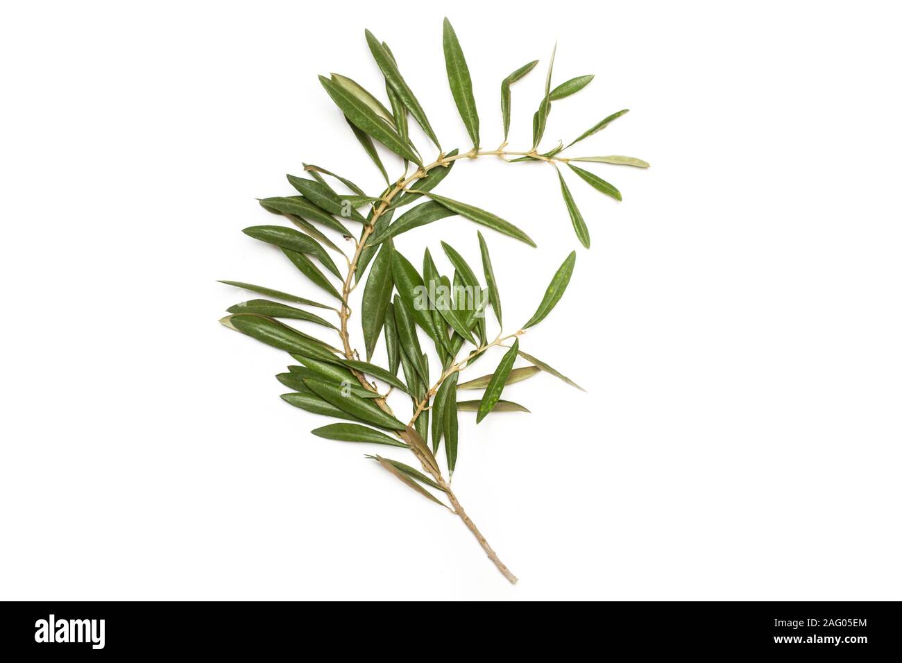 Olive branch with leaves on a white background Stock Photo - Alamy