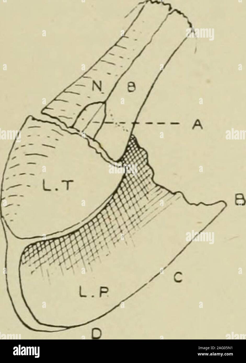 . Journal of anatomy. of the septal cartilage. All., section across