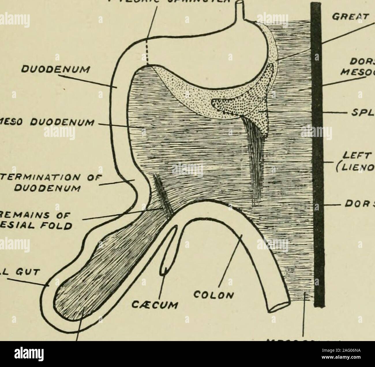 . Journal of anatomy. n interval of about 125 cm.—till the commence-ment of the duodenum is reached. Peritoneal adhesions are noted connectingthis portion of the colon and its mesentery to the duodenum and meso-duodenum. The left or distal colon measures 54 cm., and at first (8-10 cm.)comes into relation with the lesser sac, being included by the great omentum. The Peritoneum and Intestinal Tract in Monotremes and Marsupials 289 This portion forms an arch from right to left, following practically thegreat curve of stomach as far as the extremity of the right process ofspleen. It is then contin Stock Photo