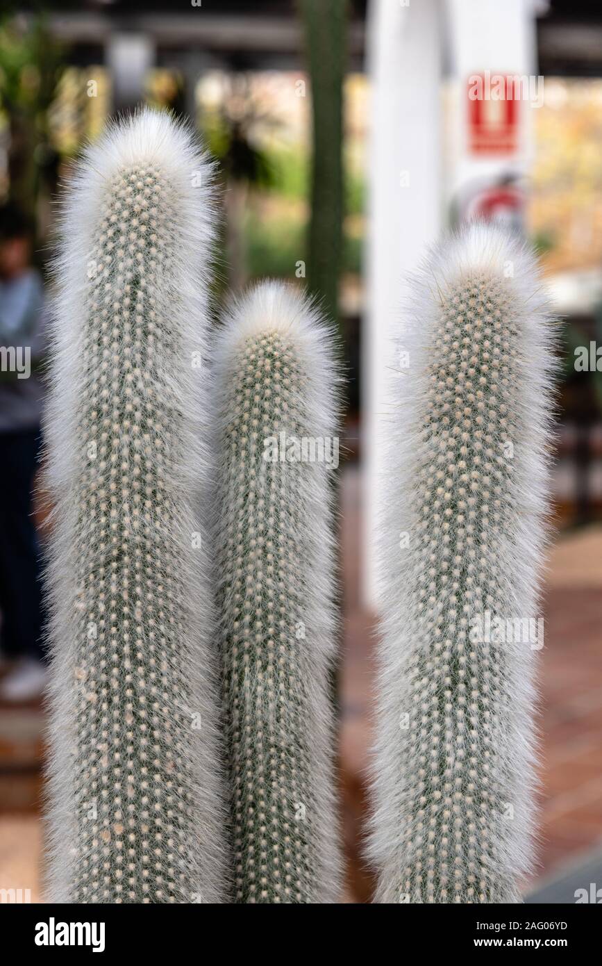 Close up view of Cleistocactus Strausii, commonly known as the silver torch or wooly torch, a cactus native to Argentina and Bolivia. Stock Photo