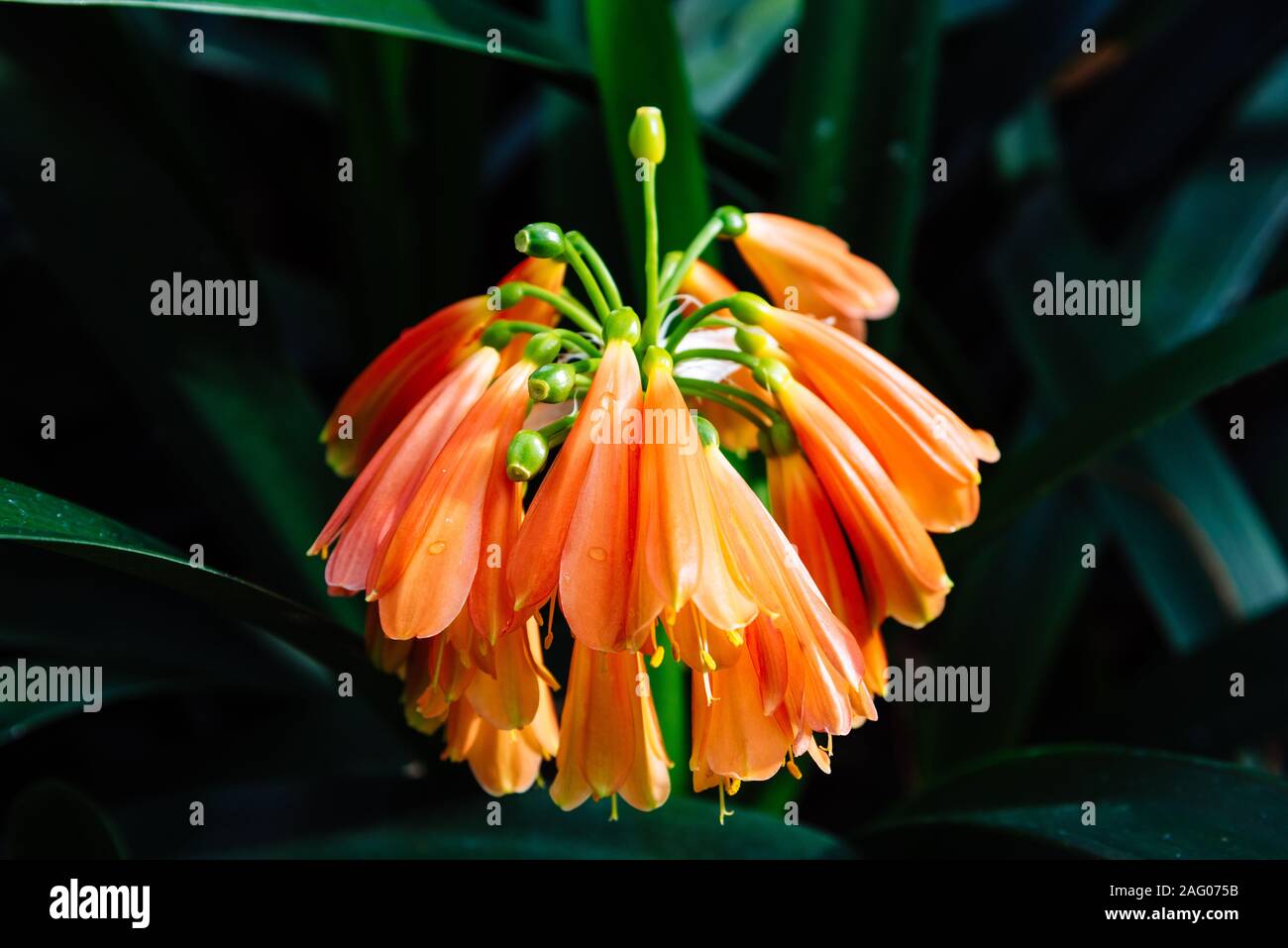 Close up view of Clivia Nobilis, green-tip forest lily, is a species of flowering plant in the genus Clivia, of the family Amaryllidaceae, native to S Stock Photo
