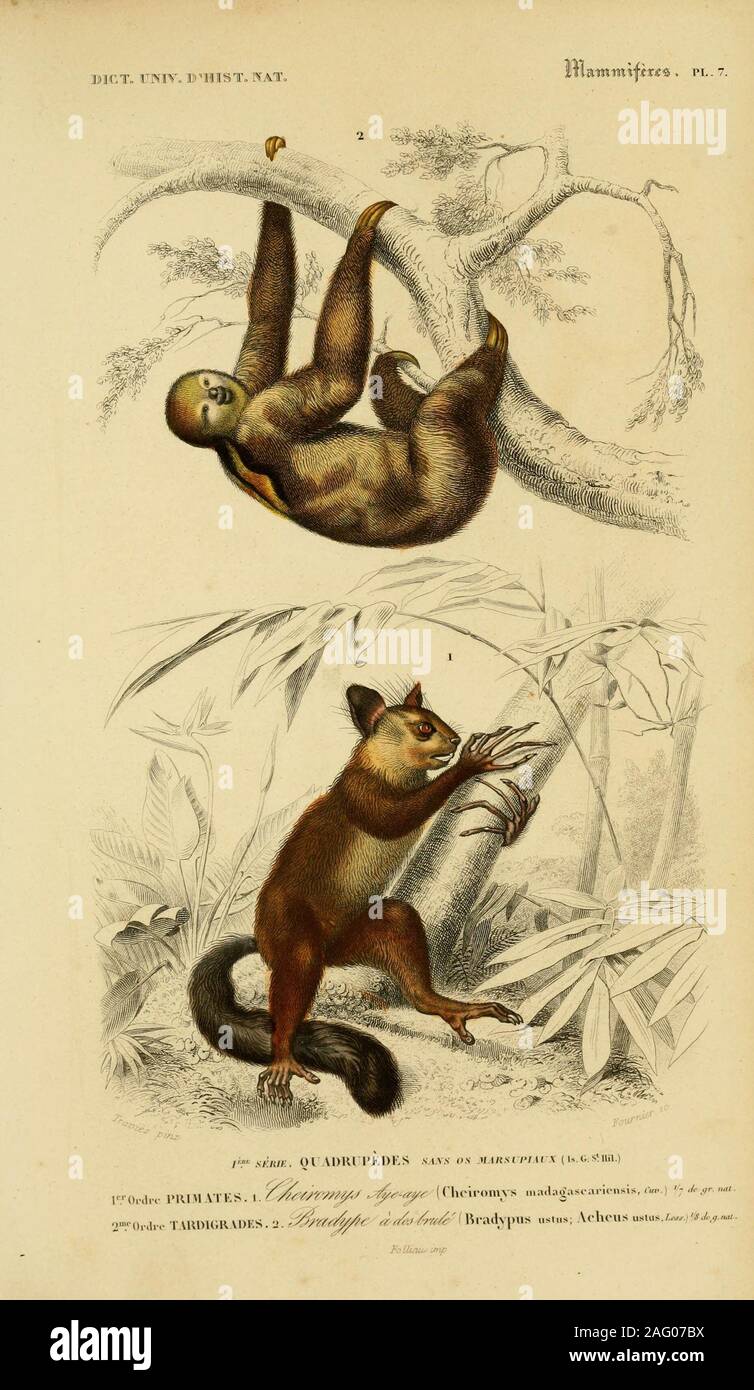vintage natural history illustration Stock Photo