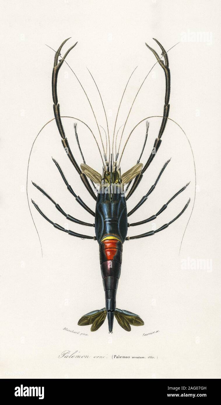 vintage animals art Stock Photo Alamy