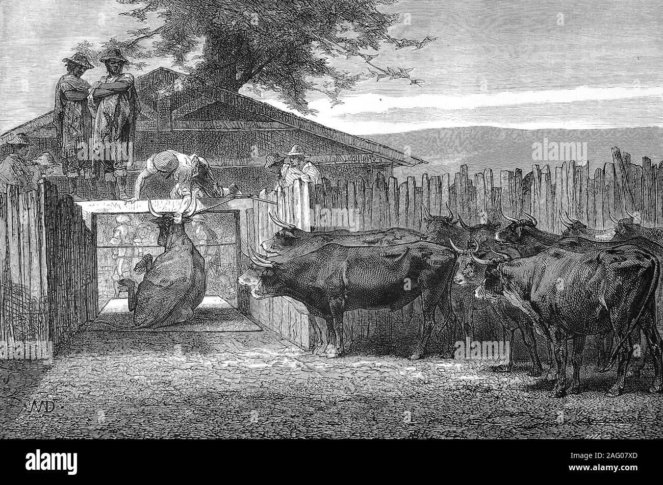 Slaughter of cattle, Paraguay  /  Schlachtung von Rindern, Paraguay, Reproduction of an original print from the 19th century, digital improved / Reproduktion einer Vorlage aus dem 19. Jahrhundert, digital verbessert Stock Photo