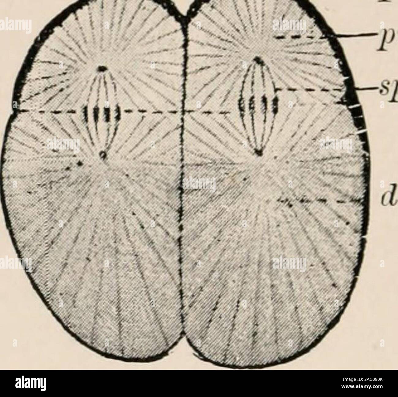 The Cell Outlines Of General Anatomy And Physiology Fig 115 Diagi Aui Of The Division Of The Frogs Egg 0 Hertwig Emhryology Fig 31 A First Division Stage B Third Division Stage The