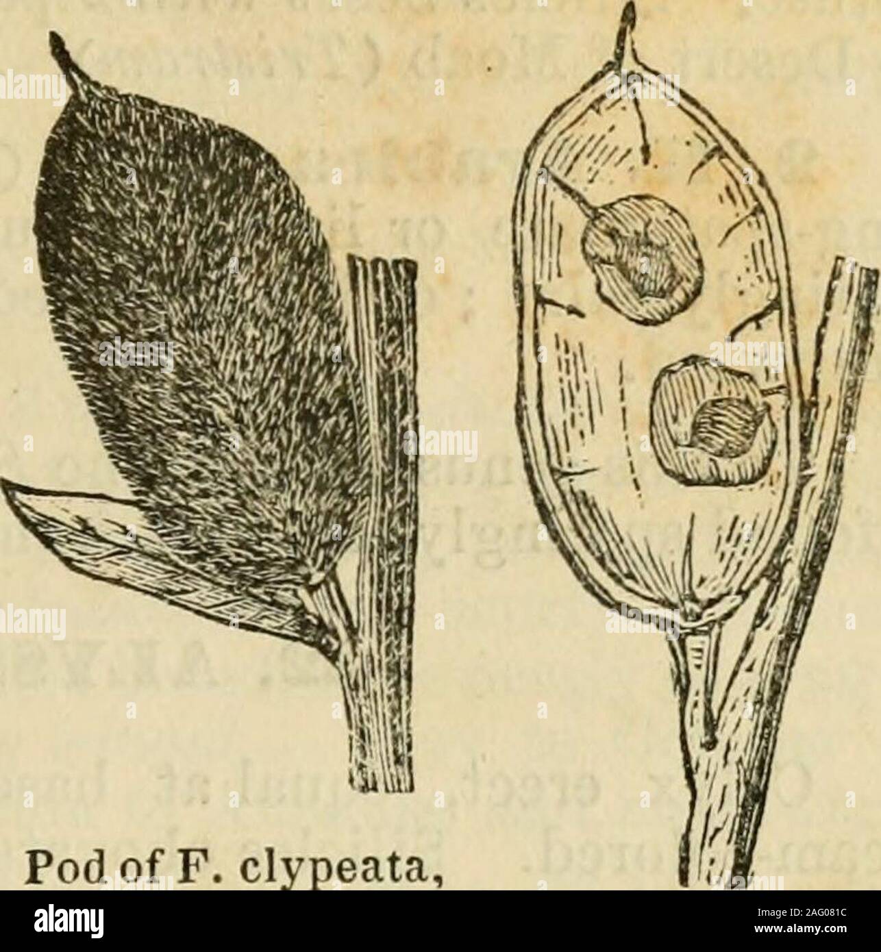 . Flora of Syria, Palestine, and Sinai : from the Taurus to Ras Muhammas and from the Mediterranean sea to the Syrian desert. 2S. FIBIOIA, Medik. Calyx bisaccate or equal at base. Petals clawed ; limb oblong,entire. Silicles hirsute, elliptical or orbicular, sometimes obovate,flattened, 2-celled ; septum nerveless, vrith fine transverse veins.Stigma minute, capitate. Seeds in 2 rows, flattened, winged — Peren-nial herbs or low shrubs tomentose, with stellate hairs. Flowersracemose-spiked (ours) yellow. CRUCIFER^. (MUSTARD FAMILY.) 81 F. clypeata, L. If .4 to .8. Root and lower stem-leaves oblo Stock Photo