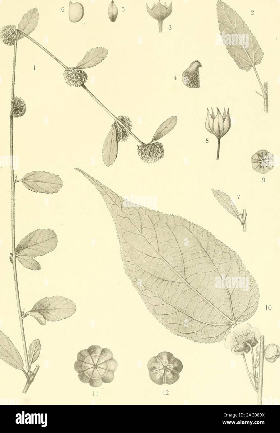 . Svenska vetenskapsakademien handlingar. Th. Ekblom del. Ljustr. Justus Cederquist, Sthlm. 1—2. Helicteres acuminata R. E. Fr. — 3. Helicteres Lhotzkyana (Schott et Endl.) K. Sch.4. Melochia kerriffifolia Tr. et Pl. — 5—6. Luhea microcarpa R. E. Fr. K. SVENSKA VETENSKAPSAKADEMIENS HANDLINGAR. B. 42 N:o 12. Tafel 3.. Th. Ekbiom del. Ljustr. Justus Cederquist, Sthlm. 1. Waltheria vernonioides R. E. Fr. — 2—6. Sida Regnellii R. E. Fr. — 7—9. Sida tuberculata R. E. Fr.10. Abutilon Itatiai» R. E. Fr. — 11. Sida macrodon DC. — 12. Sida intermedia St. Hil. K. SVENSKA VETENSKAPSAKADEMIENS HANDLINGAR. Stock Photo
