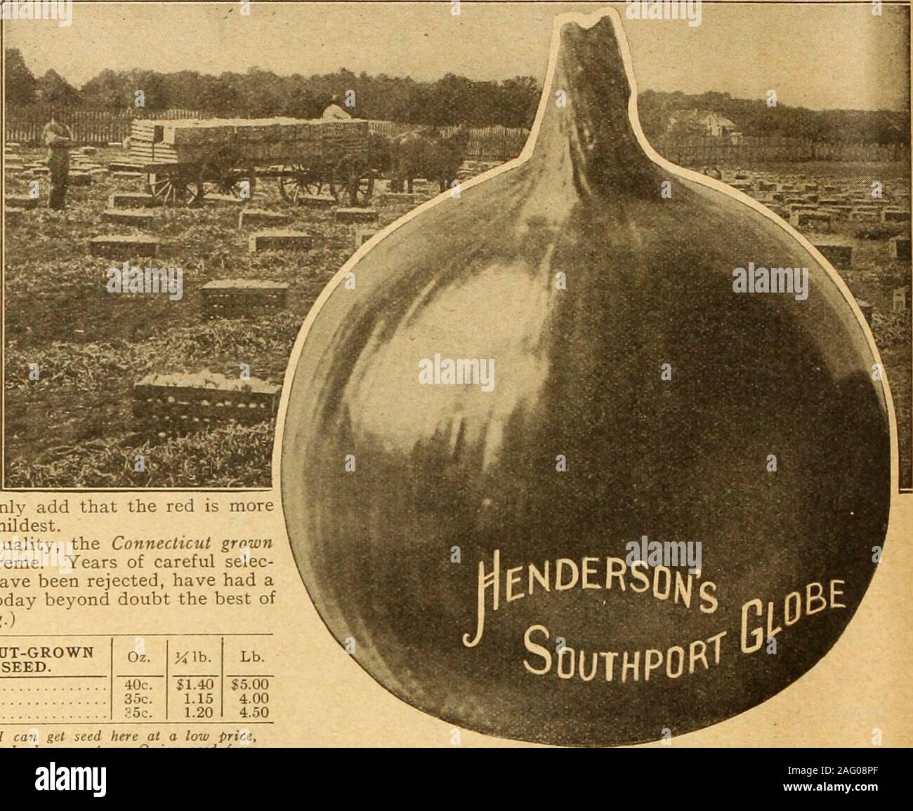 . Henderson's wholesale catalogue for market gardeners and florists : spring 1919 edition. ga period, that we have entirelydiscarded the use of westernseed in these sorts. These Onions require no de-scription. The cut exactly in-dicates the shape. We need only add that the red is morestrongly flavored—the white the mildest. In the test affecting keeping quality, the Connecticut grownSouthport Globe Onions are supreme. Years of careful selec-tion in which all doubtful bulbs have been rejected, have had apermanent effect, and they are today beyond doubt the best ofall keeping onions. (See engrav Stock Photo