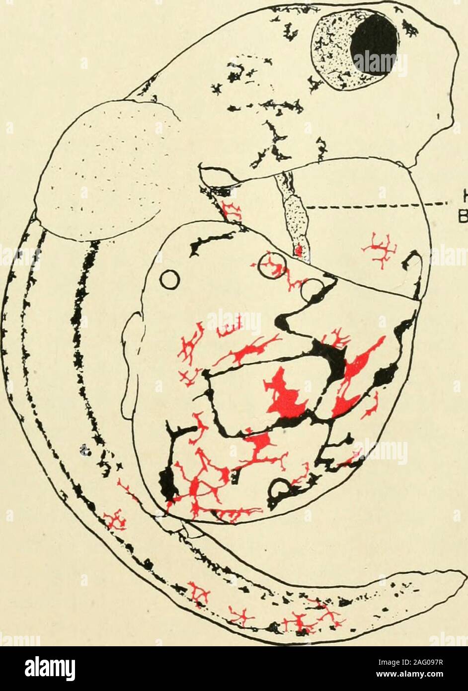 . Journal of morphology. Fig. 18 Embryo of Fundulus heteroclitus thirty-one days old, raised in 50 cc.sea water + 2 cc. 0.01 per cent NaCN. HEREDITY IN HETEROGENEOUS HYBRIDS 15. HeartBeating Fig. 19 Hybrid between Fundulus heteroclitus 9 and scup cf, twenty-fivedays old. THE BEHAVIOR OF THE CHROMOSOMES IN CROSSFERTILIZED ECHINOID EGGS^ DAVID H. TENNENT Bryn Mawr College * TWENTY FIGURES IN TWO PLATES It is my purpose to present in this paper some of the factsgained by a cytologieal study of Echinoid crosses gind to considercritically the results of Baltzer and Herbst in similar studies. In my Stock Photo