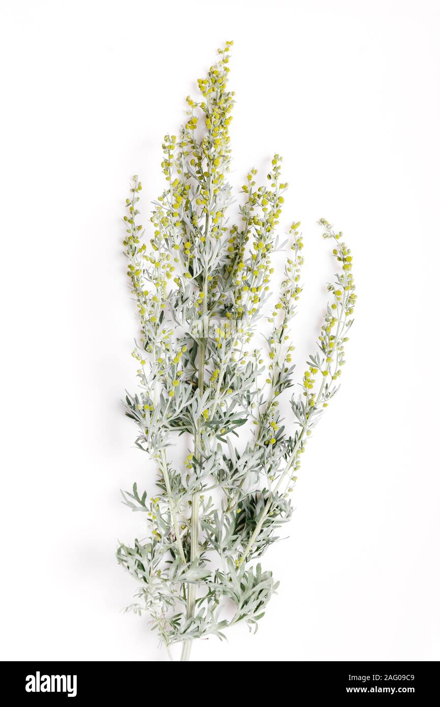 Medicinal herbs, Sagebrush, Artemisia, mugwort on a white background