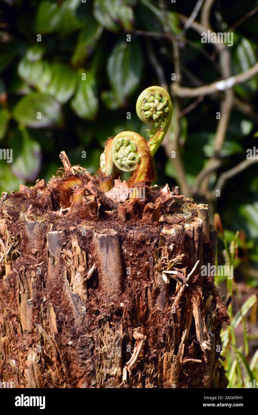 Two Fiddleheads Curly Ferns 'Scrolls' Growing out of Tree Stump at RHS Garden Harlow Carr