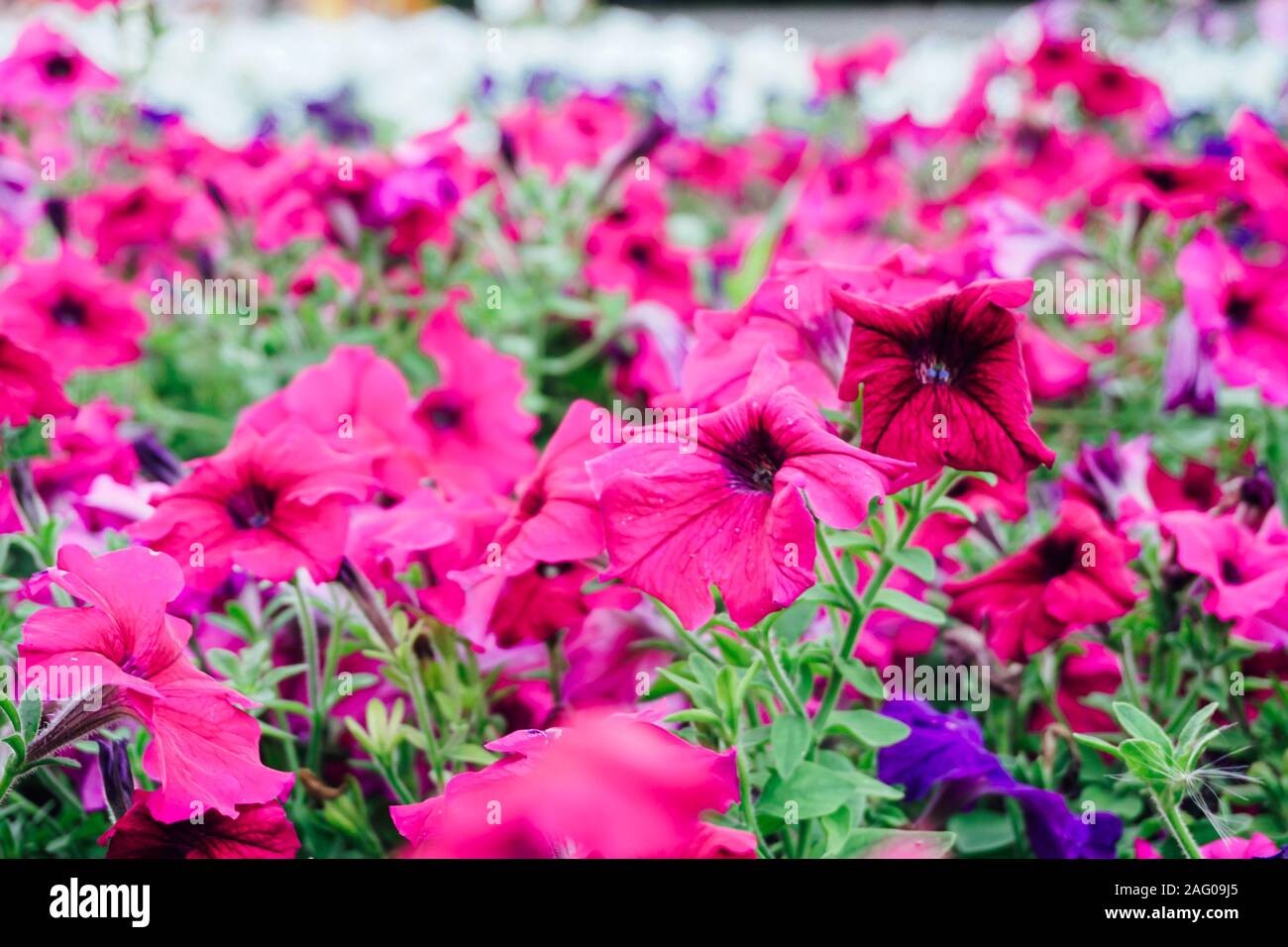 field of flowers of different shades of purple Stock Photo