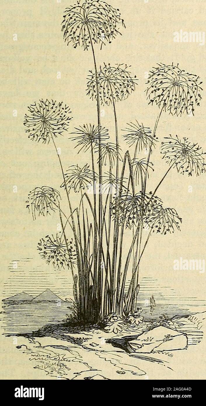 . The Annals of Horticulture and Year-Book of Information on Practical Gardening. e, how-ever, it is by no means clear that this is the THE PAPYRUS, OR PAPER REED. plant intended, for the Hebrew term aroththere employed is explained by the learnedin these matters to mean any grassy reed,and the true paper reed has another and FLOWERS AND FRUITS OF SCRIPTURE. 517 quite different name—gome—in the Hebrewlanguage. Other reedy plants are referred toin the Scriptures, under the name agmon. Insome cases it is possible that this latter termmay have reference to the Papyrus, and thisseems especially pr Stock Photo