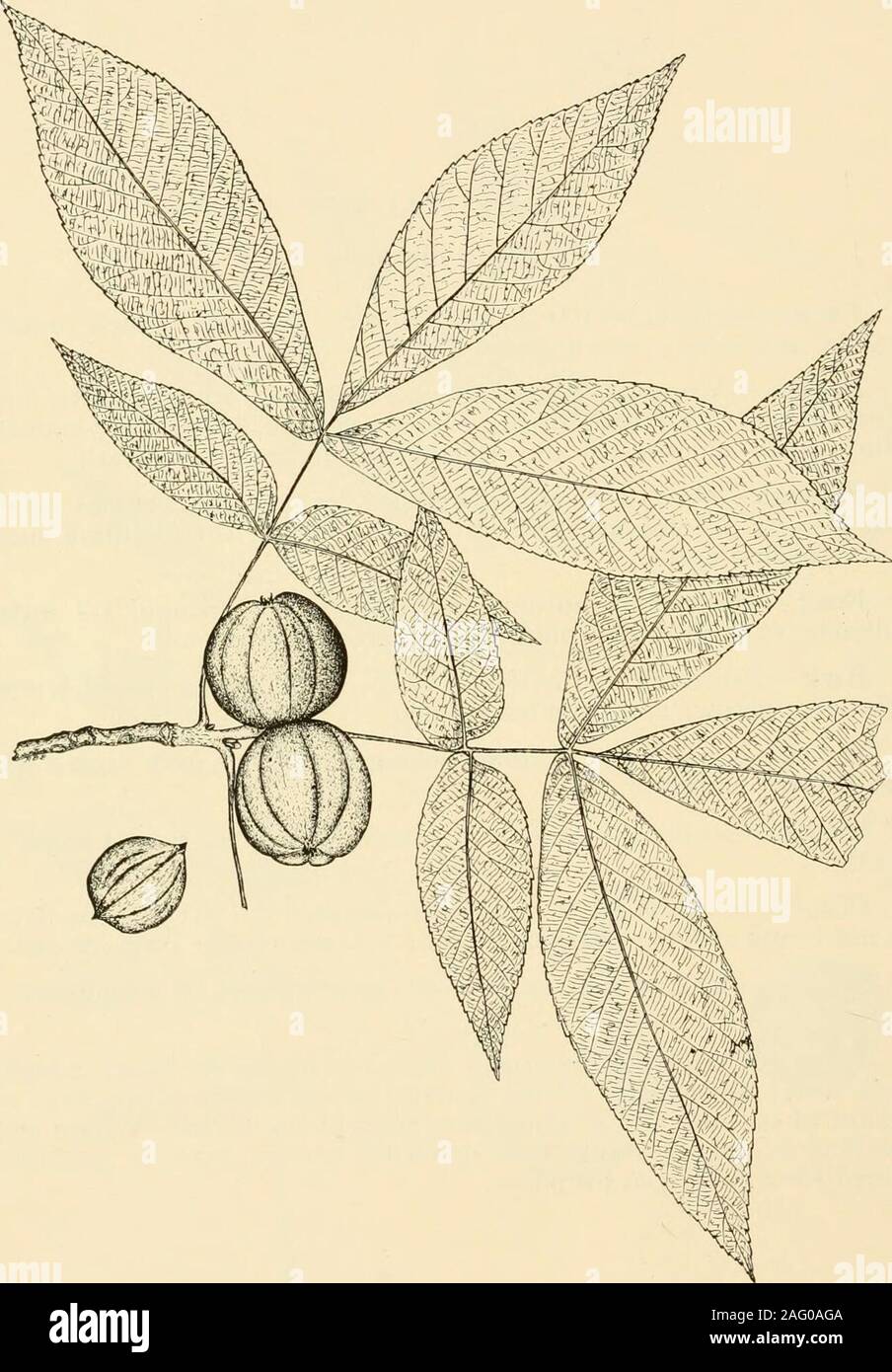 . West Virginia trees. enish, drooping catkins ; the pistillate singleor several in a spike. Fruit.—Matures in autumn, nut round, very rough, 1-2 inchesin diameter; husk thick, rough; kernel sweet, edible, oily. Bark,—Brownish and hairy on twigs, dark brown on old trunks,with deep furrows and rounded ridges. Wood.—Hard, heavy, strong, close-grained, rich dark brown withlight-colored sapwood. Range.—Northern states from Maine to Minnesota and south toFlorida. Distribution in West Virginia.—Common in all parts of the State,but not found at high elevations. The best stands are now cut out. Habita Stock Photo