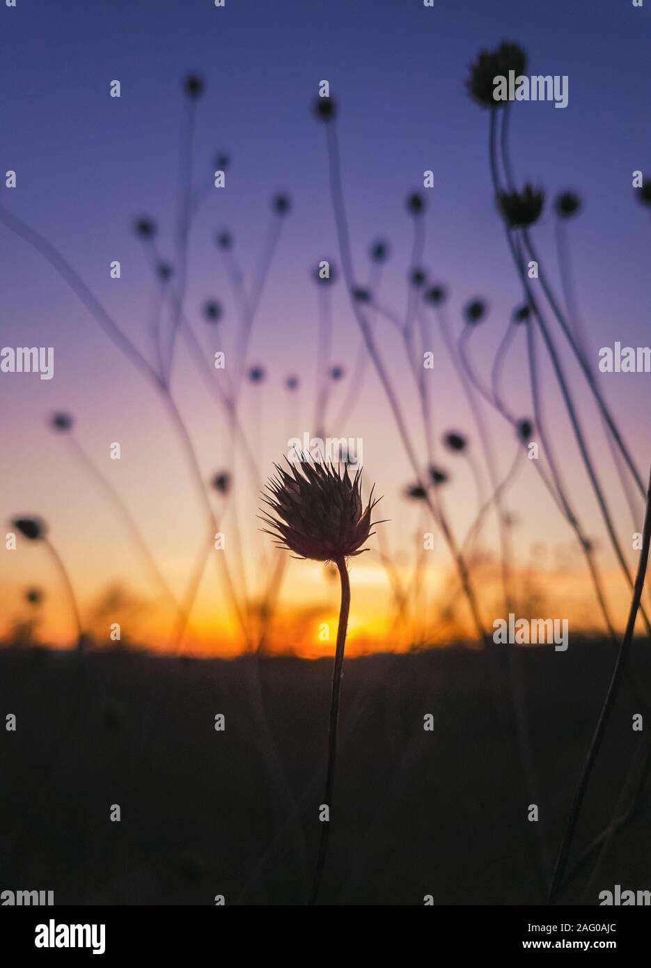Close up autumn steppe nature, dry thorn thistle of Field scabious flowers shrub (Knautia arvensis) against sunset background with golden and purple c Stock Photo