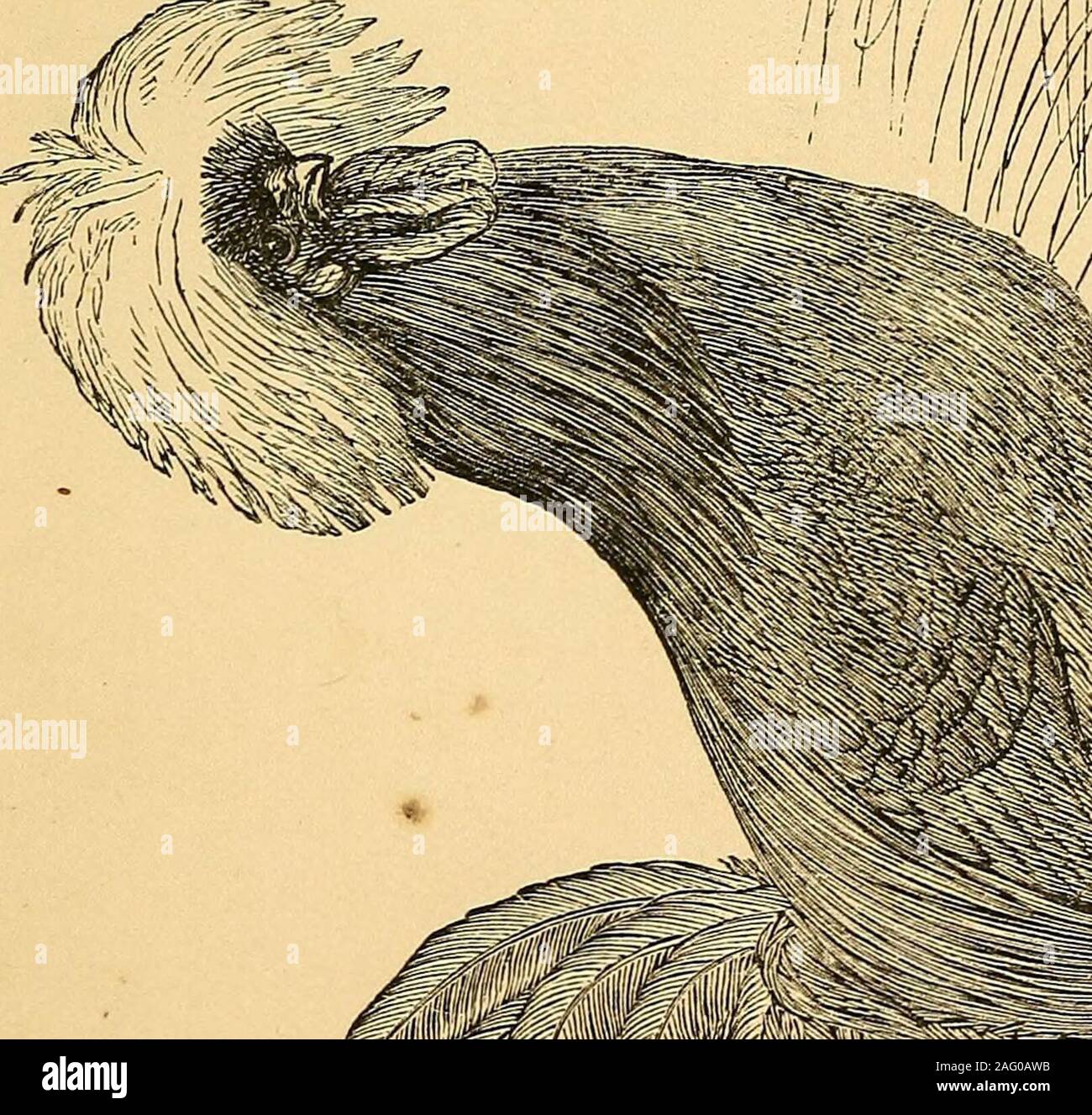 . Profitable poultry keeping Stock Photo Alamy