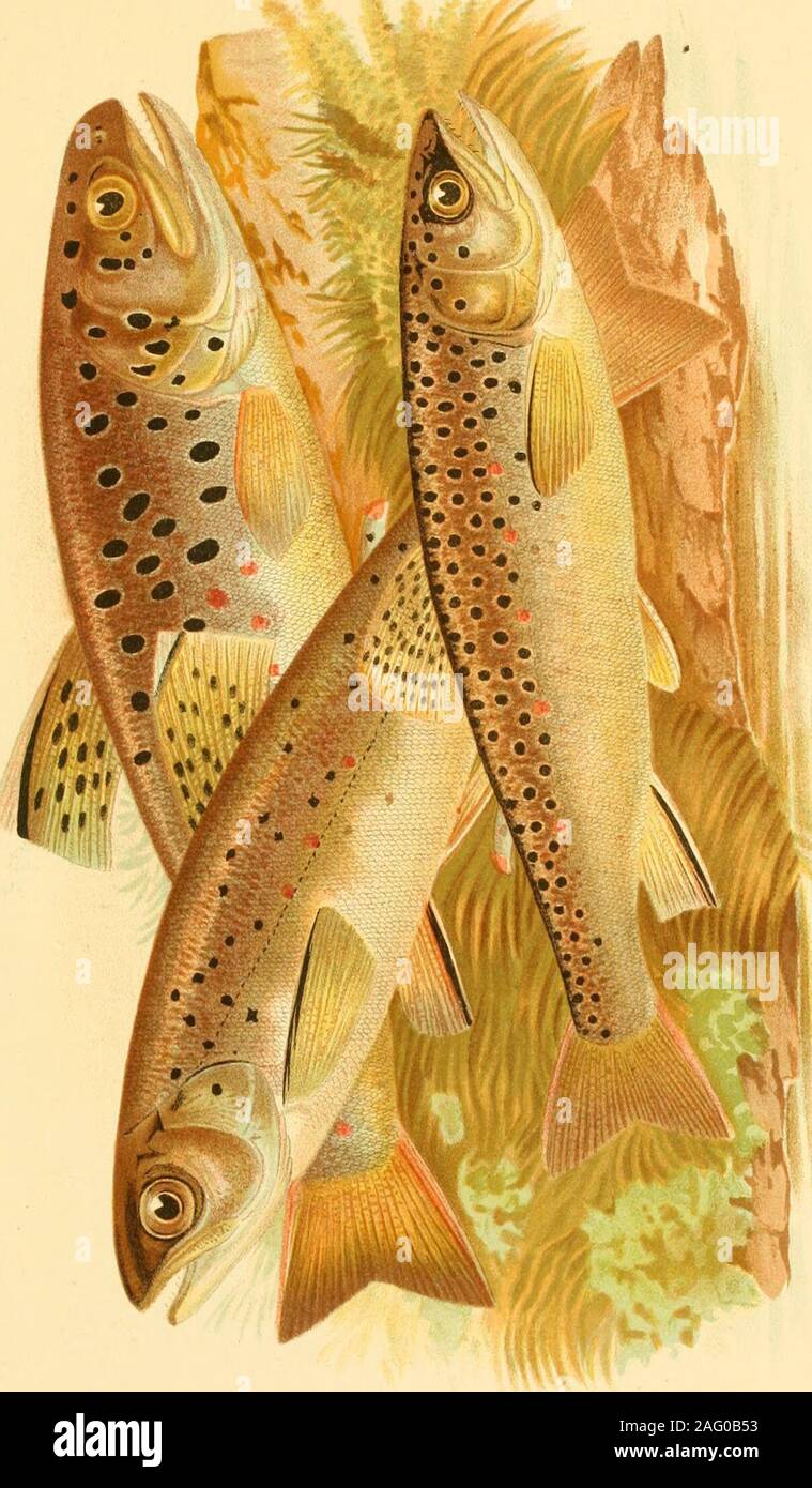 British And Irish Salmonidae Ao Rrs W Q J Q Lt 2 O Lt S W 1 X O 4 I 1 J Lt O Hh W T Gt 3 W Gt W Qo S Lt