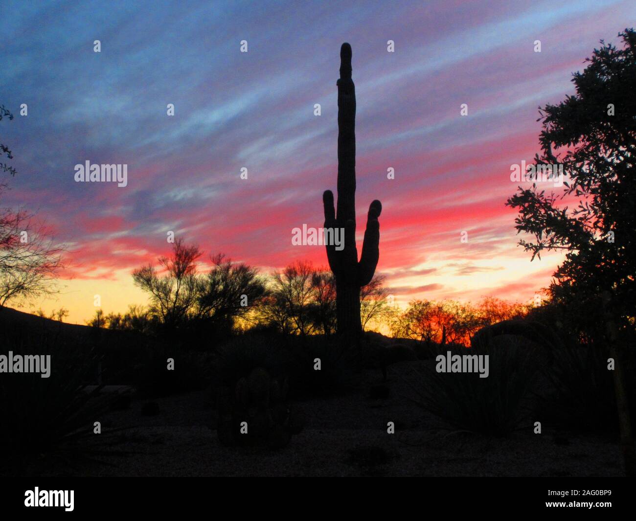 Vivid Arizona Sunset with Cactus Silhouettes Stock Photo
