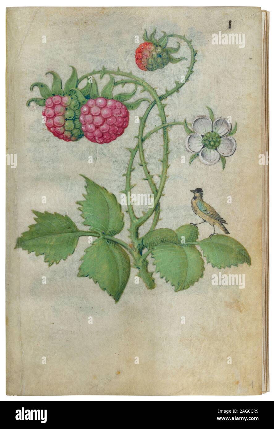 Book of Flower Studies, ca. 1510-1515. Stock Photo