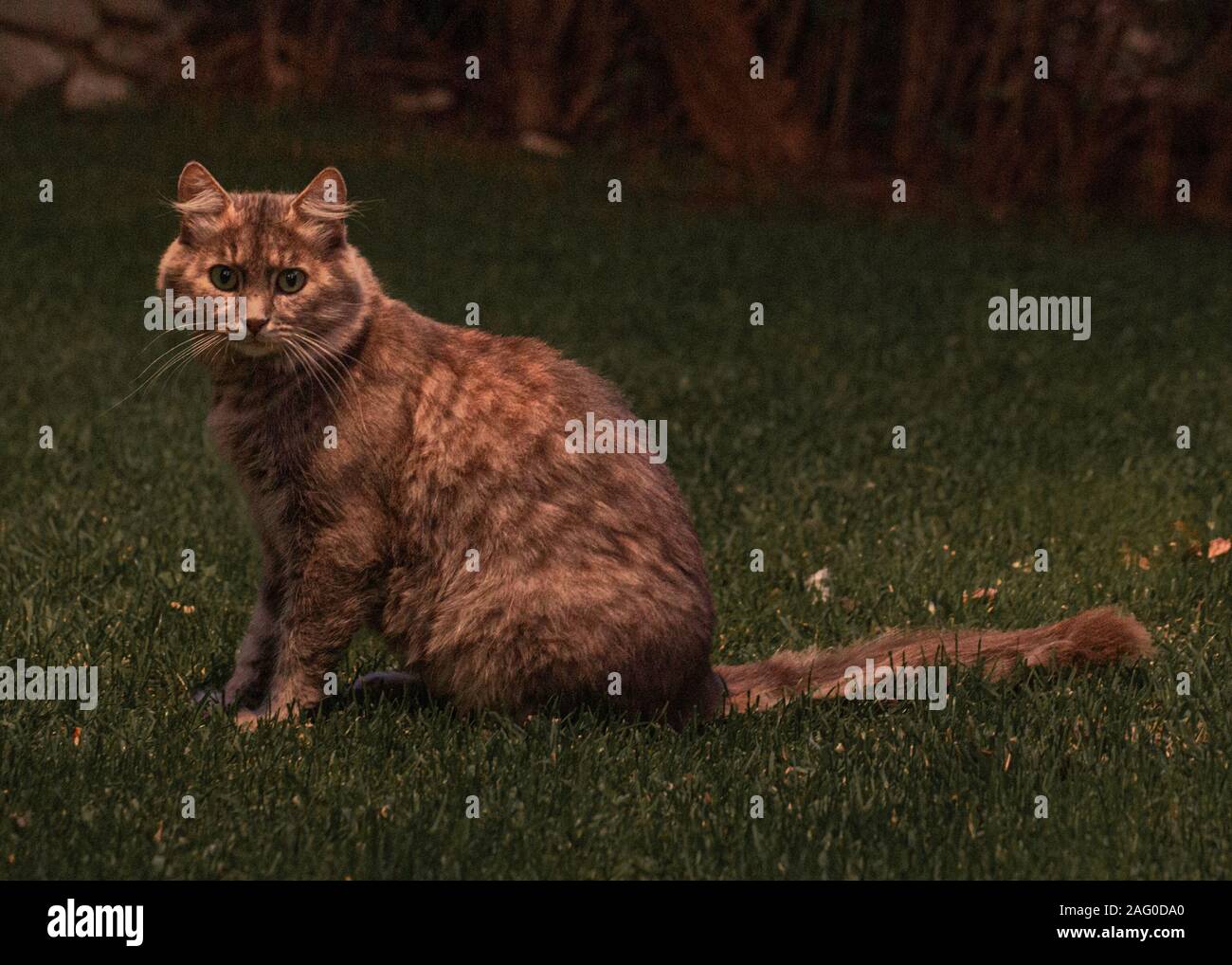 Big ginger cat hires stock photography and images Alamy