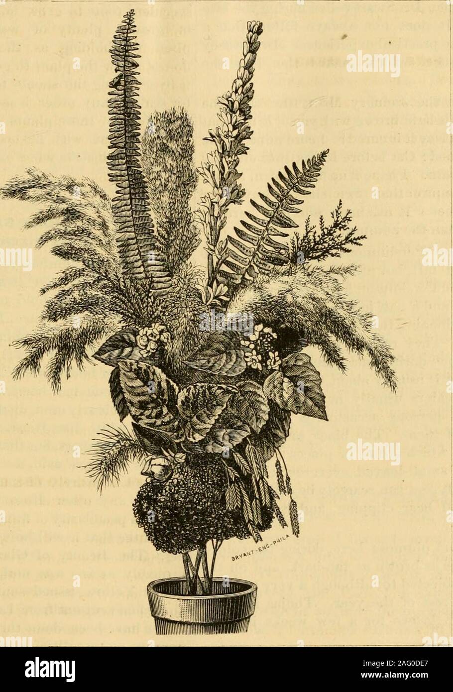 . The Gardener's monthly and horticulturist. ight, a very beautiful shrubbyevergreen Acacia with yellow flowers and blue-ish-green leaves, the color of those of the Car-nation pink. The withered flower was Daturaviolacea, but though fresh from the garden with-ered on the way to have its picture taken. The 1870.] AND HORTICULTURIST. 131 leaf on the left is the leaf of the Hibiscus withthe white flower. Small white flowers you willrecognize as Jasminum granditlorum. Largedark leaf of the Red Ricinus. Photograph No. ?!. 1st. The Tuberose was thesecond Hovver from the same bulb, which hadbloomed i Stock Photo