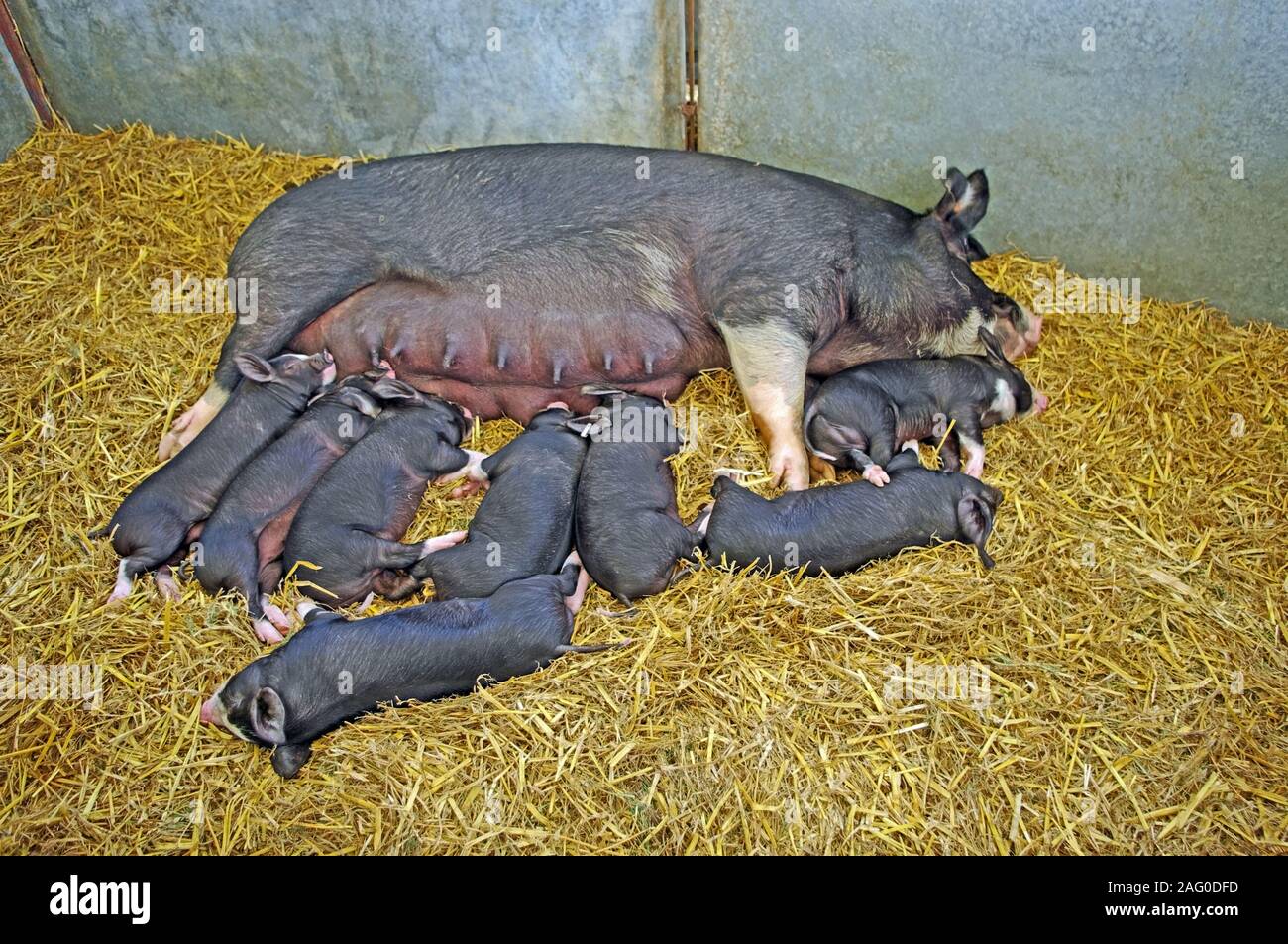 Berkshire Sow and Piglets in Pen, Edenbridge and Oxted Country Show, Near Lingfield, Surrey Stock Photo