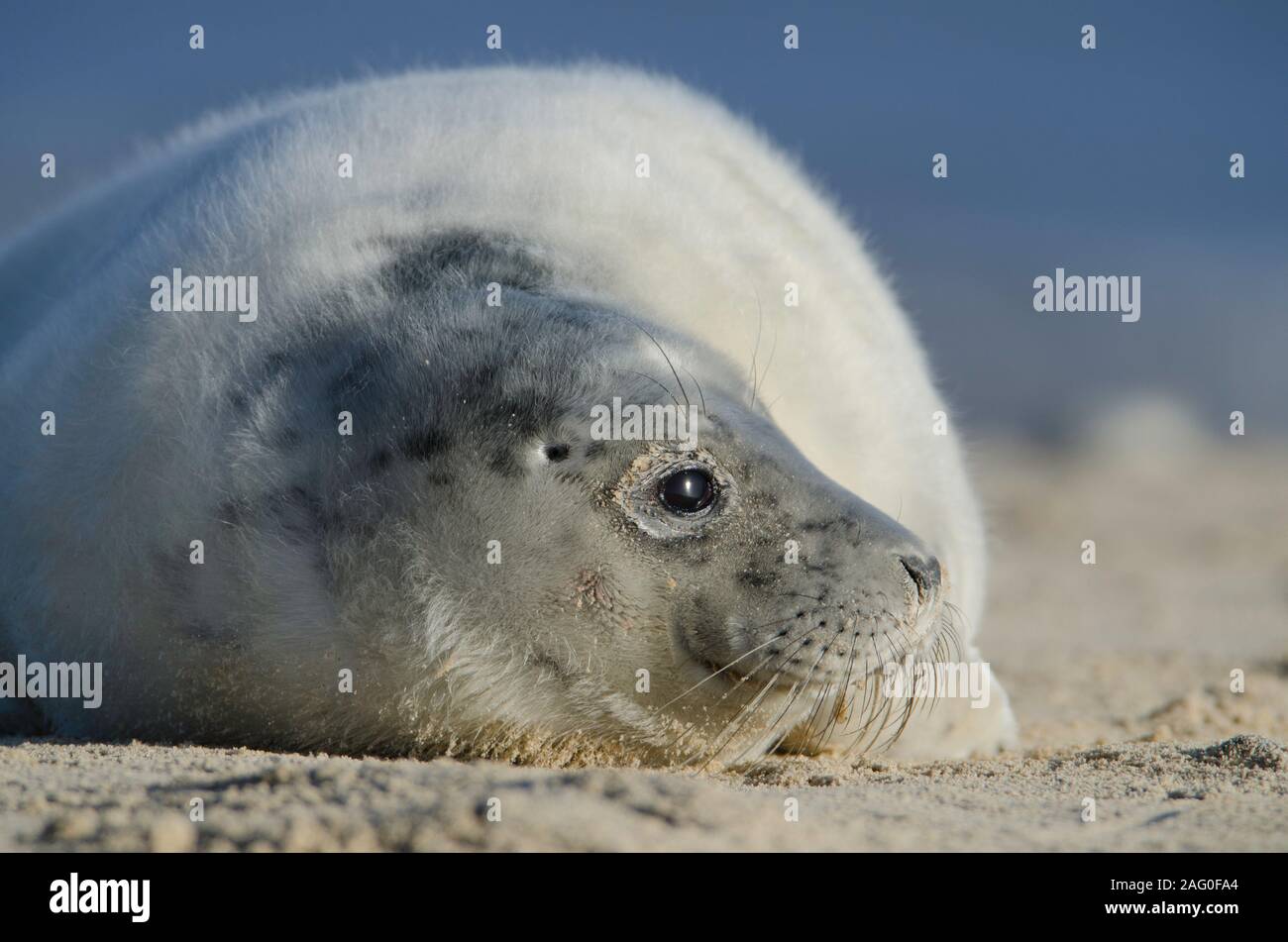 Grey Seals at Winterton on sea beach Stock Photo Alamy