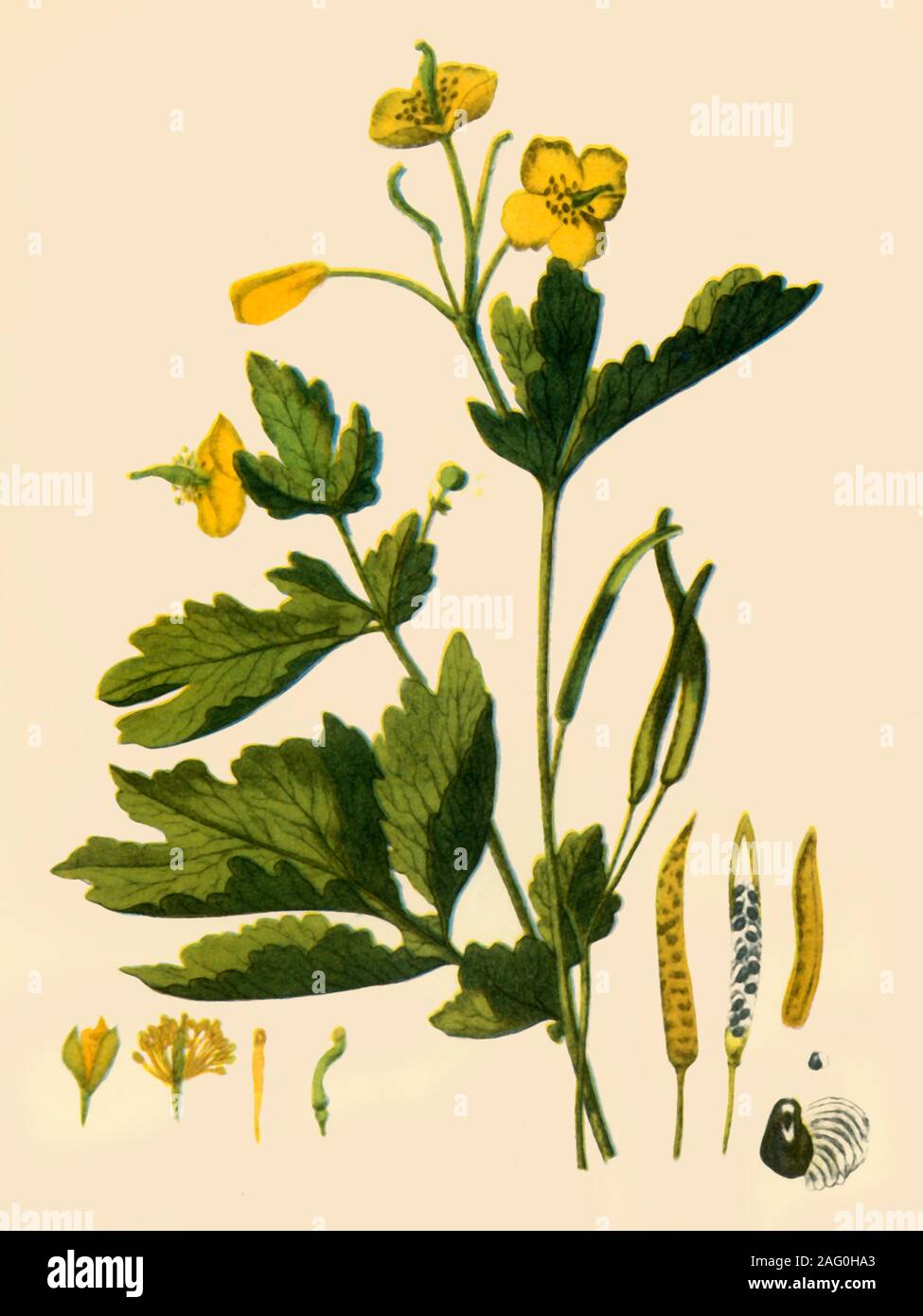 'Greater Celandine', 1839, (1944). Botanical illustration from "British