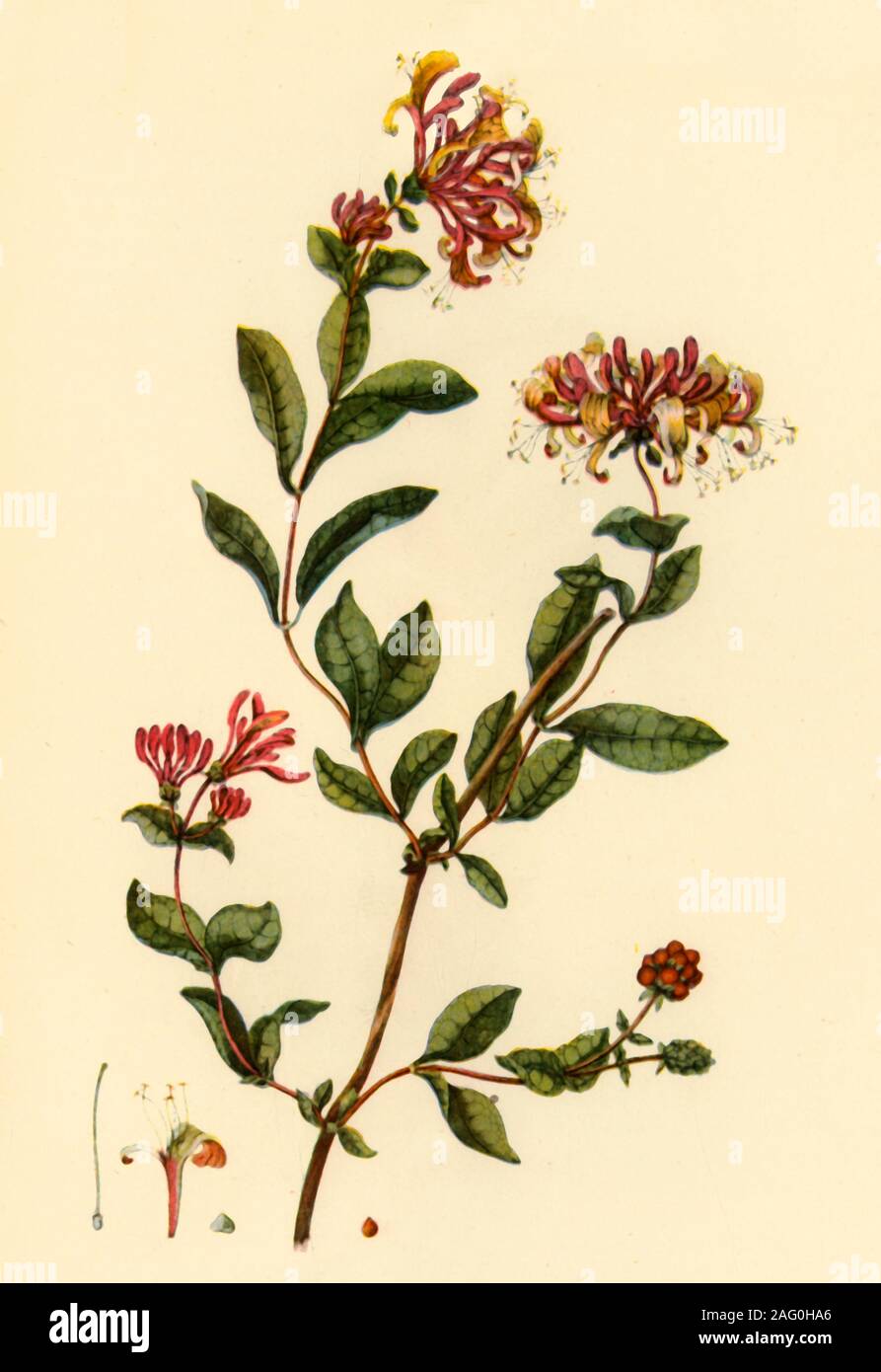 Honeysuckle illustration hires stock photography and images Alamy