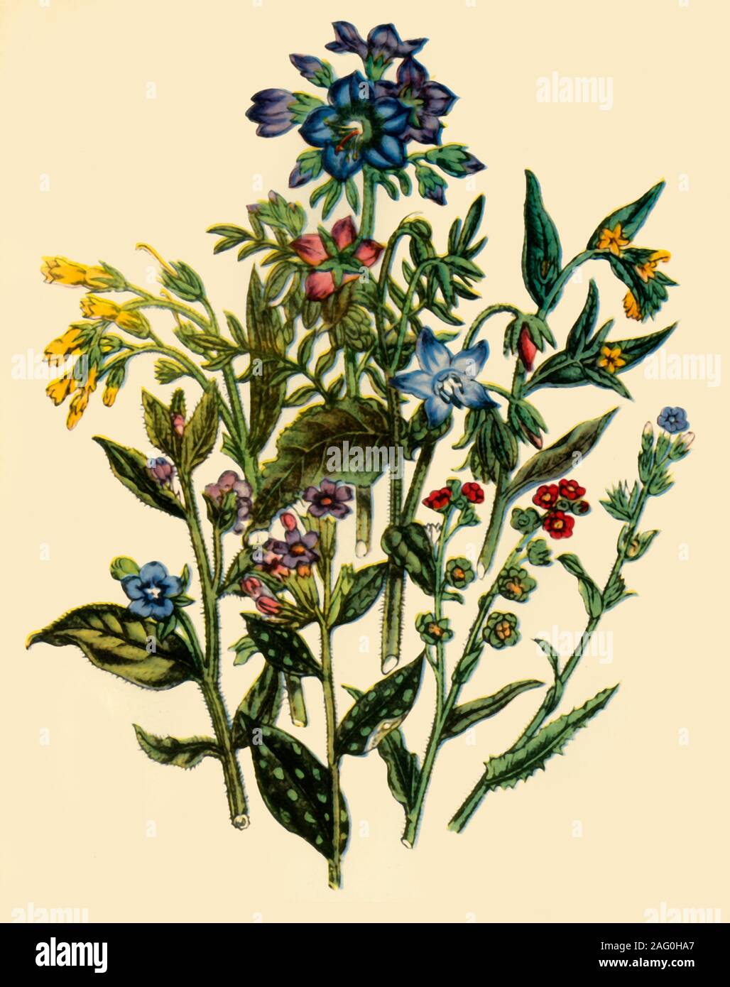 'Group from the Forget-Me-Not Family', 1846, (1944). 'Evergreen Alkanet, Tuberous-Rooted Comfrey, Lungwort, Jacob's Ladder, Borage, Gromwell, Houndstongue, Bugloss'. Botanical illustration from &quot;British Wild Flowers&quot; by Jane Wells Loudon. Published in &quot;Wild Flowers in Britain&quot;, by Geoffrey Grigson. [Collins, London, 1944] Stock Photo