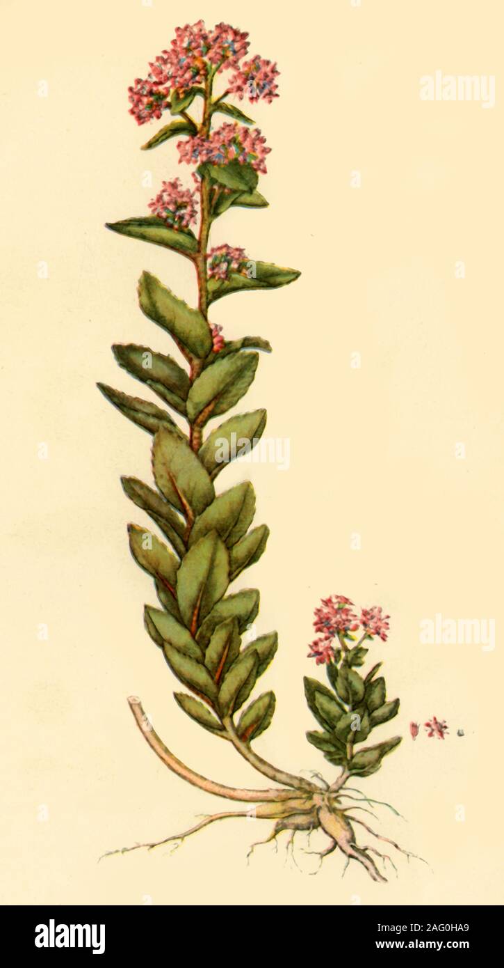 'Orpine', 1777, (1944). Botanical illustration from &quot;Flora Londinensis&quot; by Curtis. [1777]. Published in &quot;Wild Flowers in Britain&quot;, by Geoffrey Grigson. [Collins, London, 1944] Stock Photo