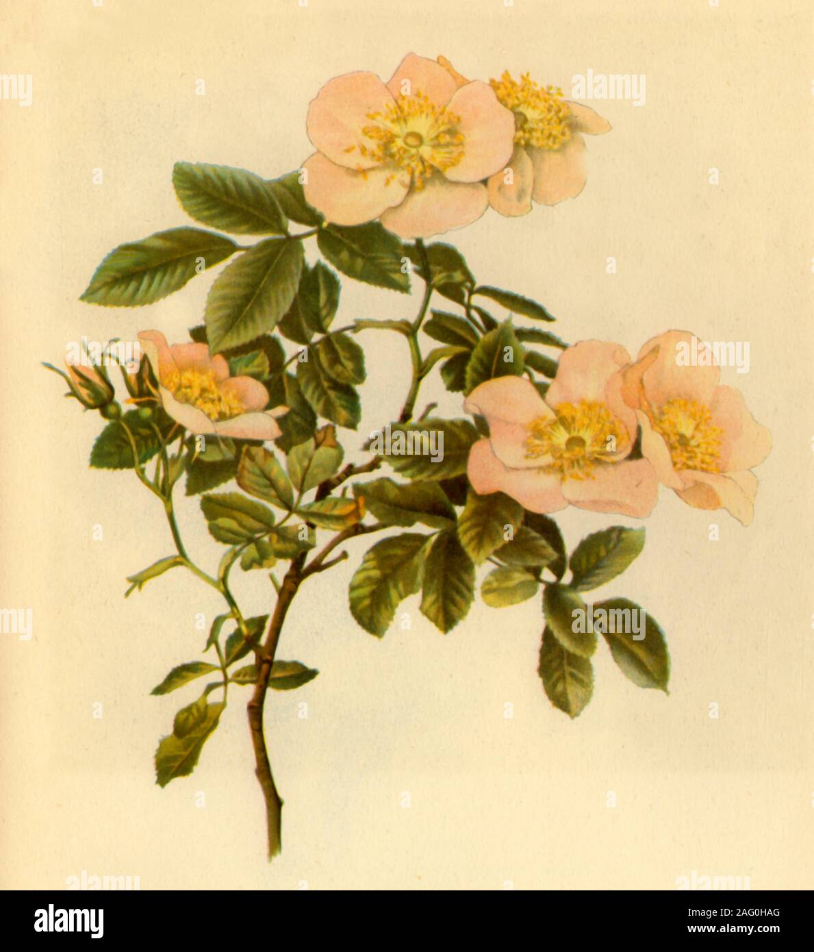 'Dog Rose', c1890-1908, (1944). Botanical illustration from &quot;The Genus Rosa&quot; by Ellen Willmott. [1910-1914]. Published in &quot;Wild Flowers in Britain&quot;, by Geoffrey Grigson. [Collins, London, 1944] Stock Photo
