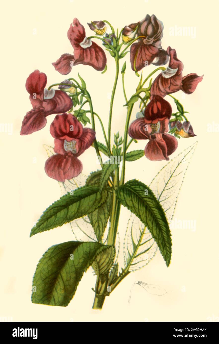'Himalayan Balsam: Impatiens Glandulifera', 1840, (1944). Botanical illustration from &quot;Edwards's Botanical Register&quot; edited by John Lindley. Published in &quot;Wild Flowers in Britain&quot;, by Geoffrey Grigson. [Collins, London, 1944] Stock Photo