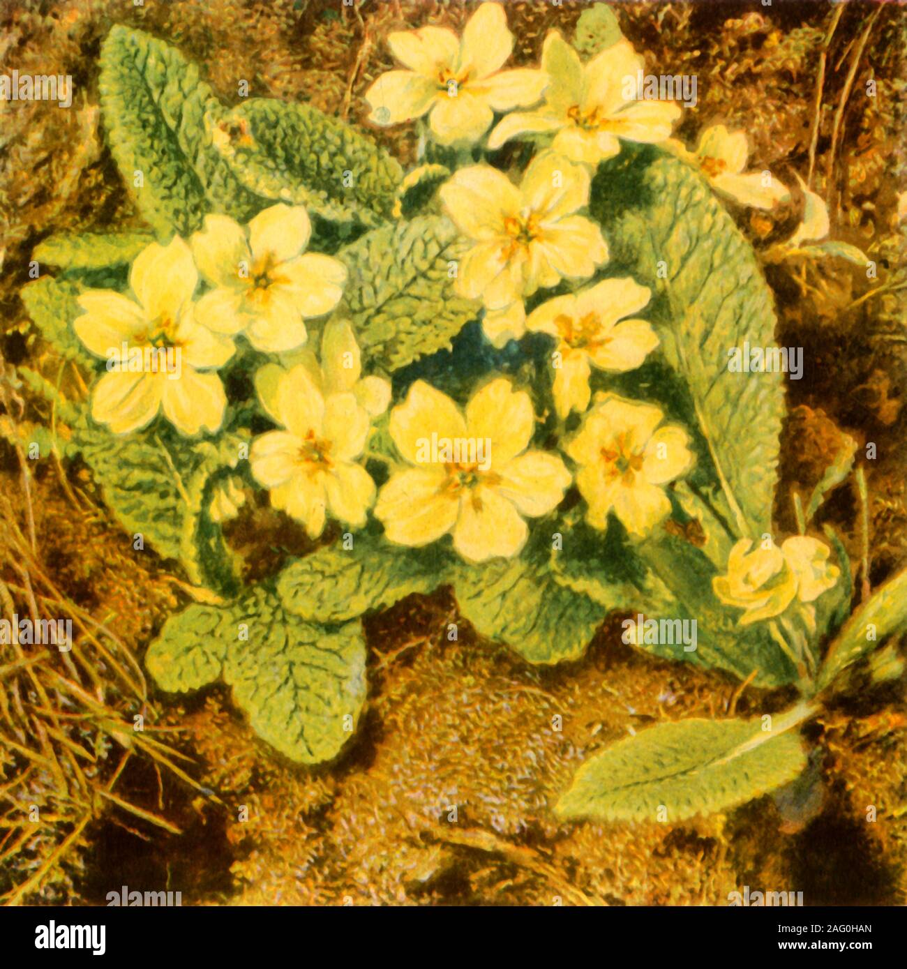 Geoffrey edward harvey hires stock photography and images Alamy